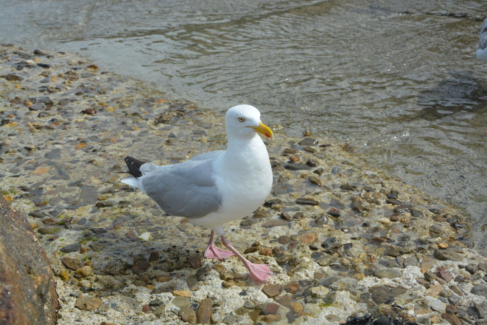 Nikon D5200 sample photo. Gull, beach, market photography