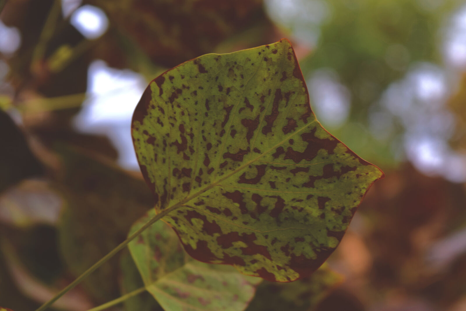 Nikon D3300 sample photo. Autumn, cat, leaf, shape photography