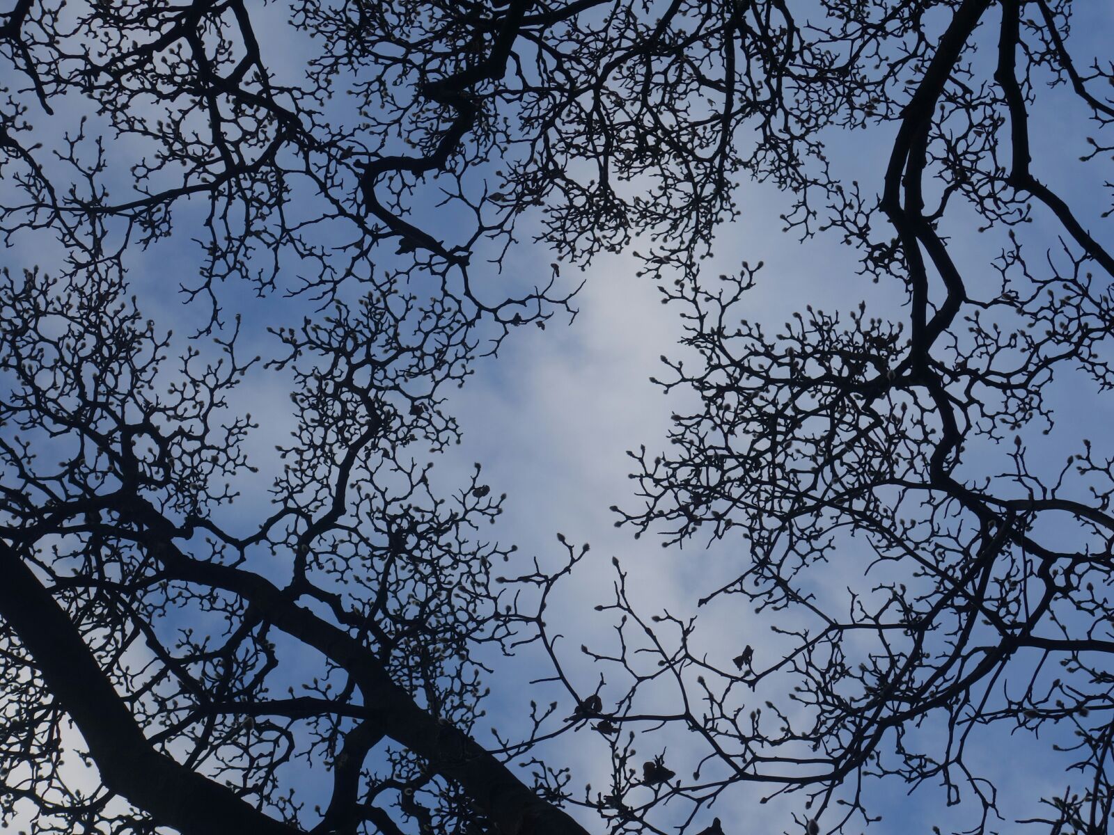 Sony Cyber-shot DSC-RX100 II sample photo. Aesthetic, silhouette, branches photography