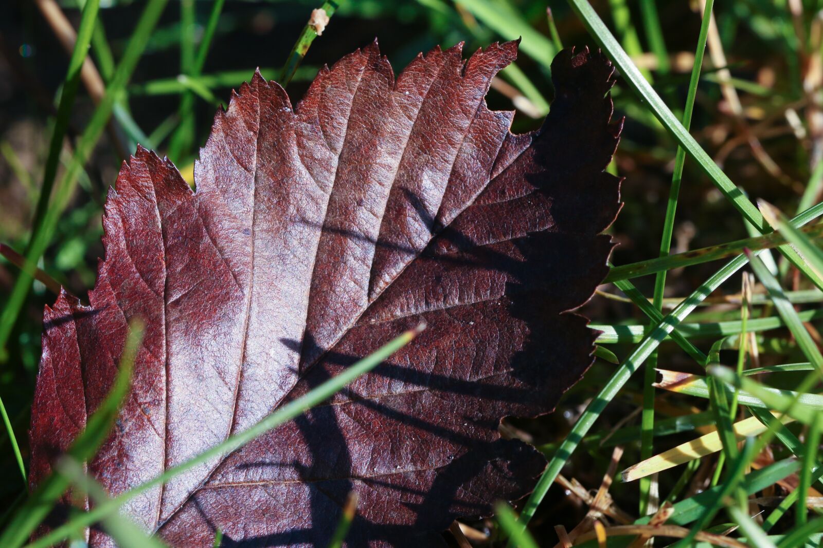 Canon EOS 7D Mark II sample photo. Leaf, autumn, fall photography