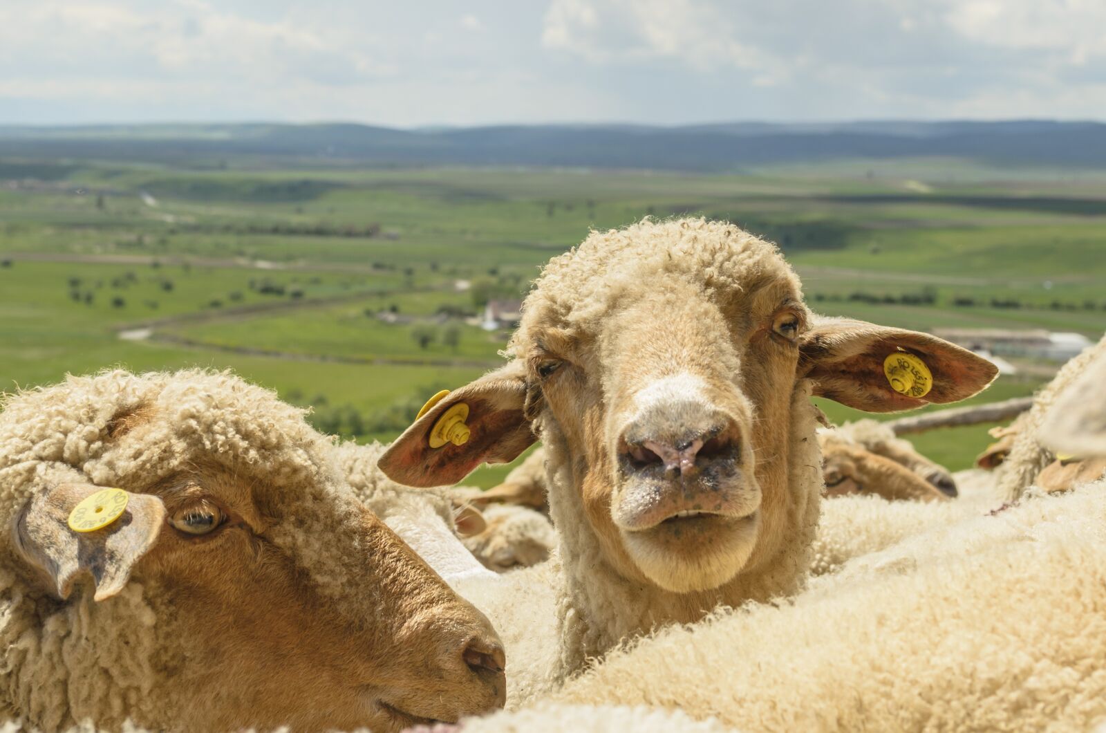 Nikon D5100 sample photo. Sheep, landscape, lamb photography