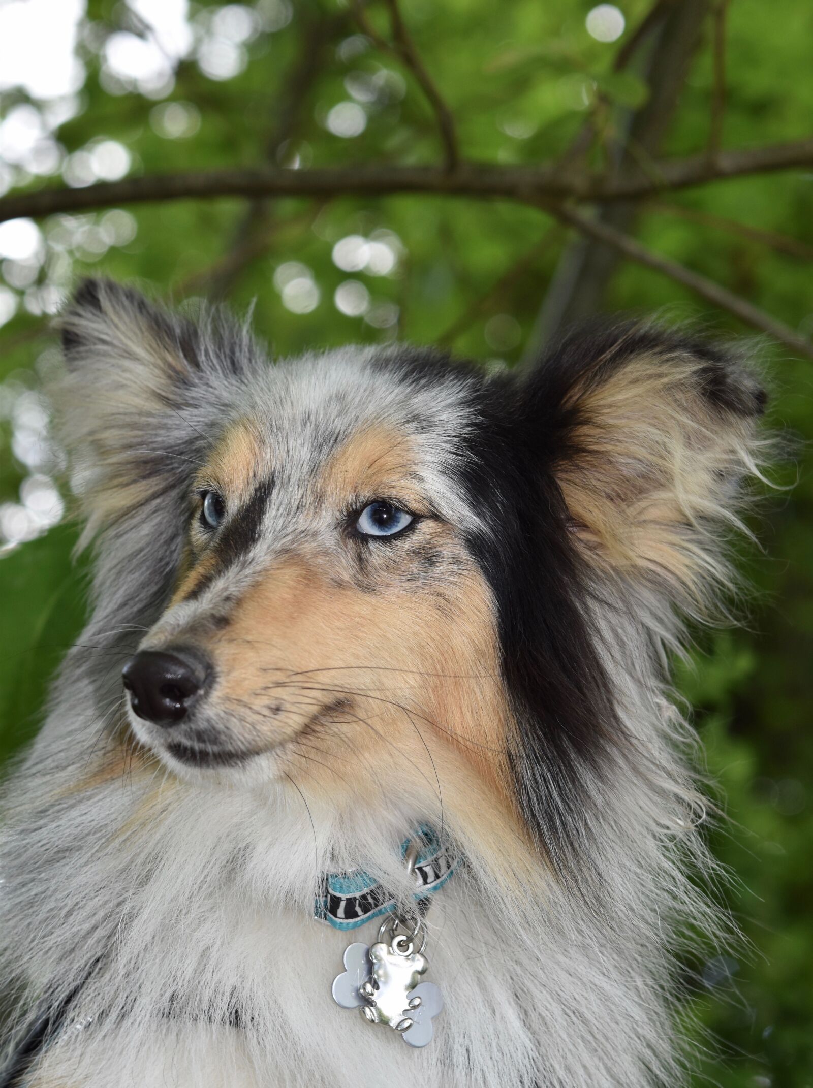 Nikon D5600 sample photo. Dog, bitch, bitch shetland photography