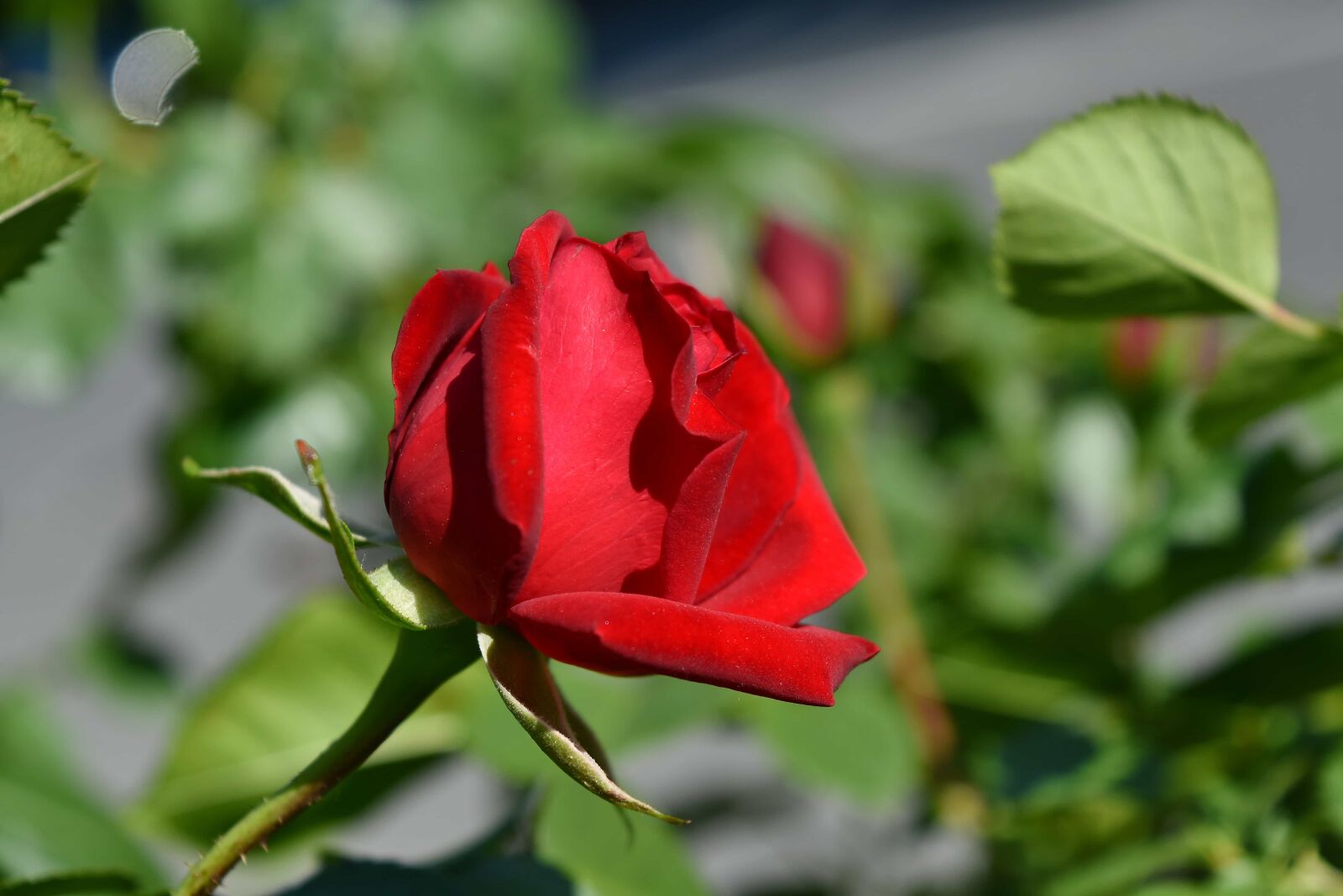 Nikon D5500 sample photo. Horticulture, reddish, plant, nature photography