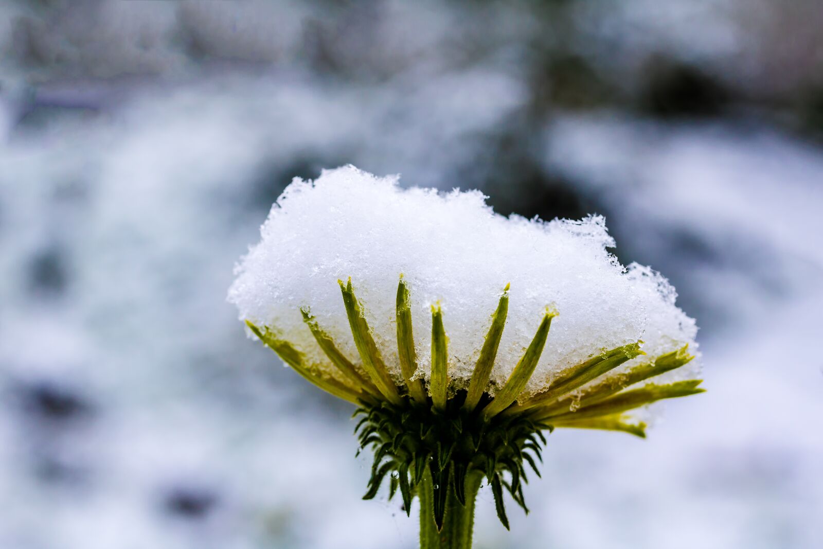 Canon EF-S 60mm F2.8 Macro USM sample photo. Coneflower, echinacea, pallida photography