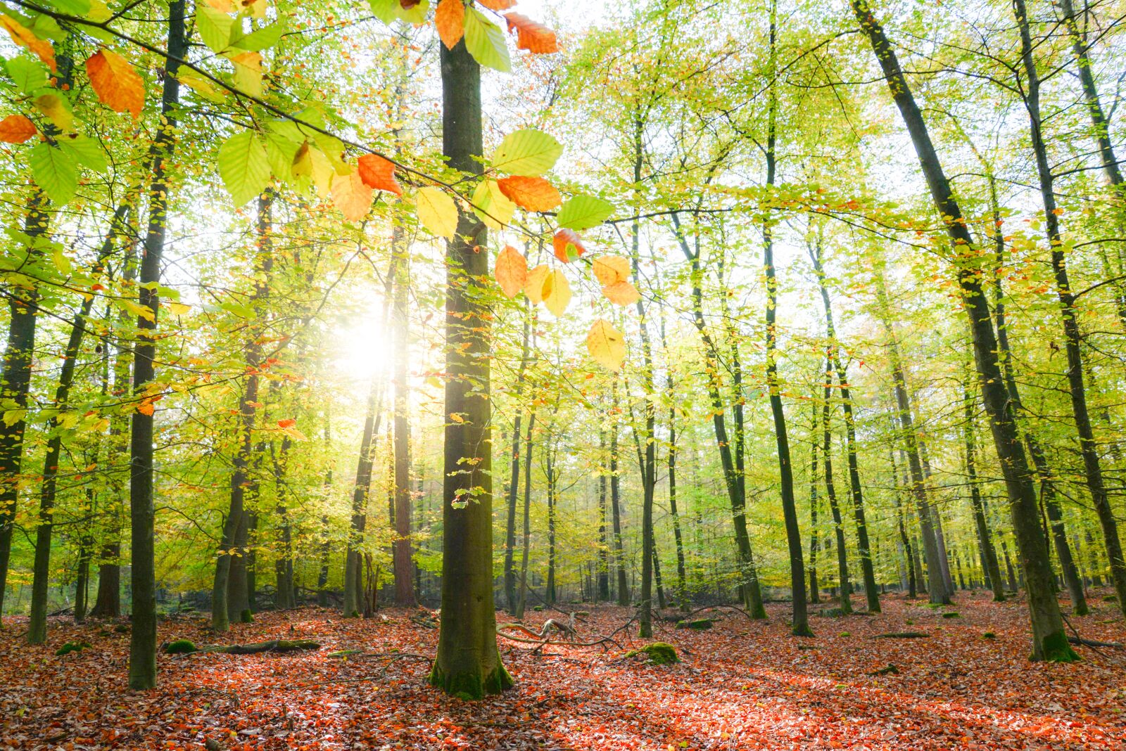 Nikon D610 sample photo. Forest sunlight, sun, nature photography