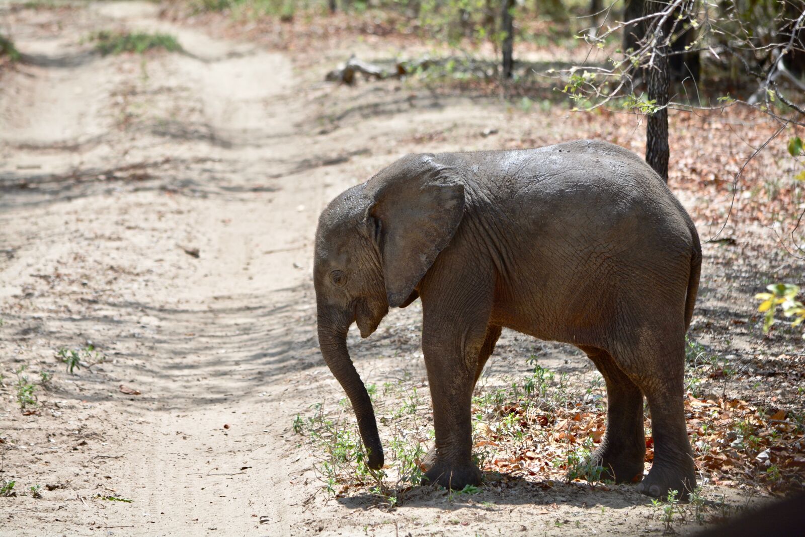 Nikon D7100 sample photo. Elephant, africa, elephantine photography