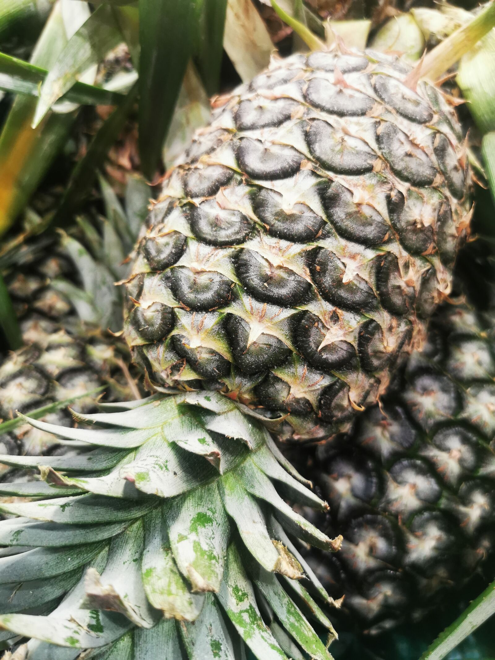 HUAWEI P30 Pro sample photo. Pineapple, fruit, green photography