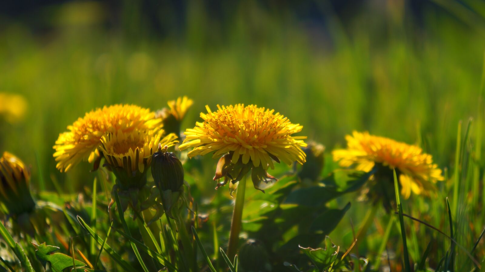 Sony Alpha a3000 + Sony E 18-55mm F3.5-5.6 OSS sample photo. Nature, plants, meadow photography