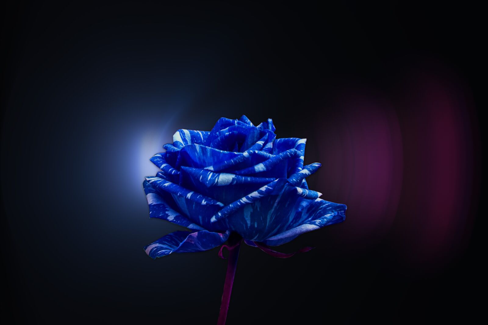 Nikon D3400 sample photo. Rosa, pretty, flower photography