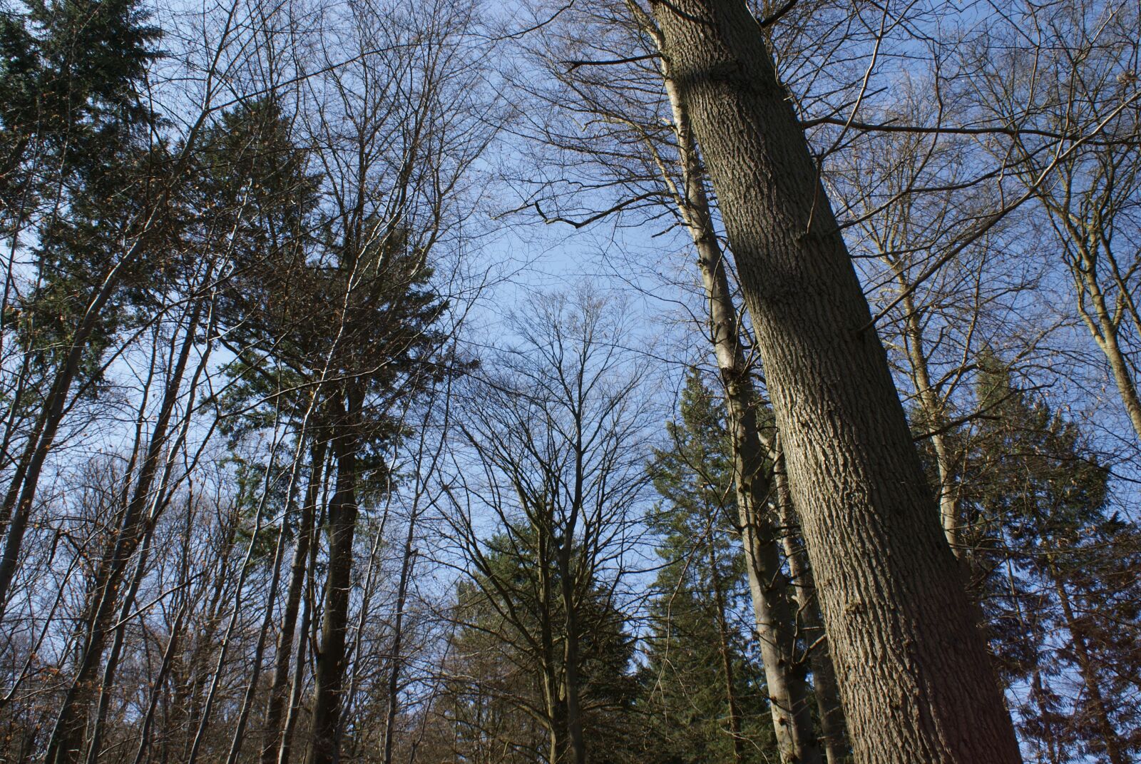 Sony Alpha DSLR-A200 sample photo. Trees, nature, arboretum photography
