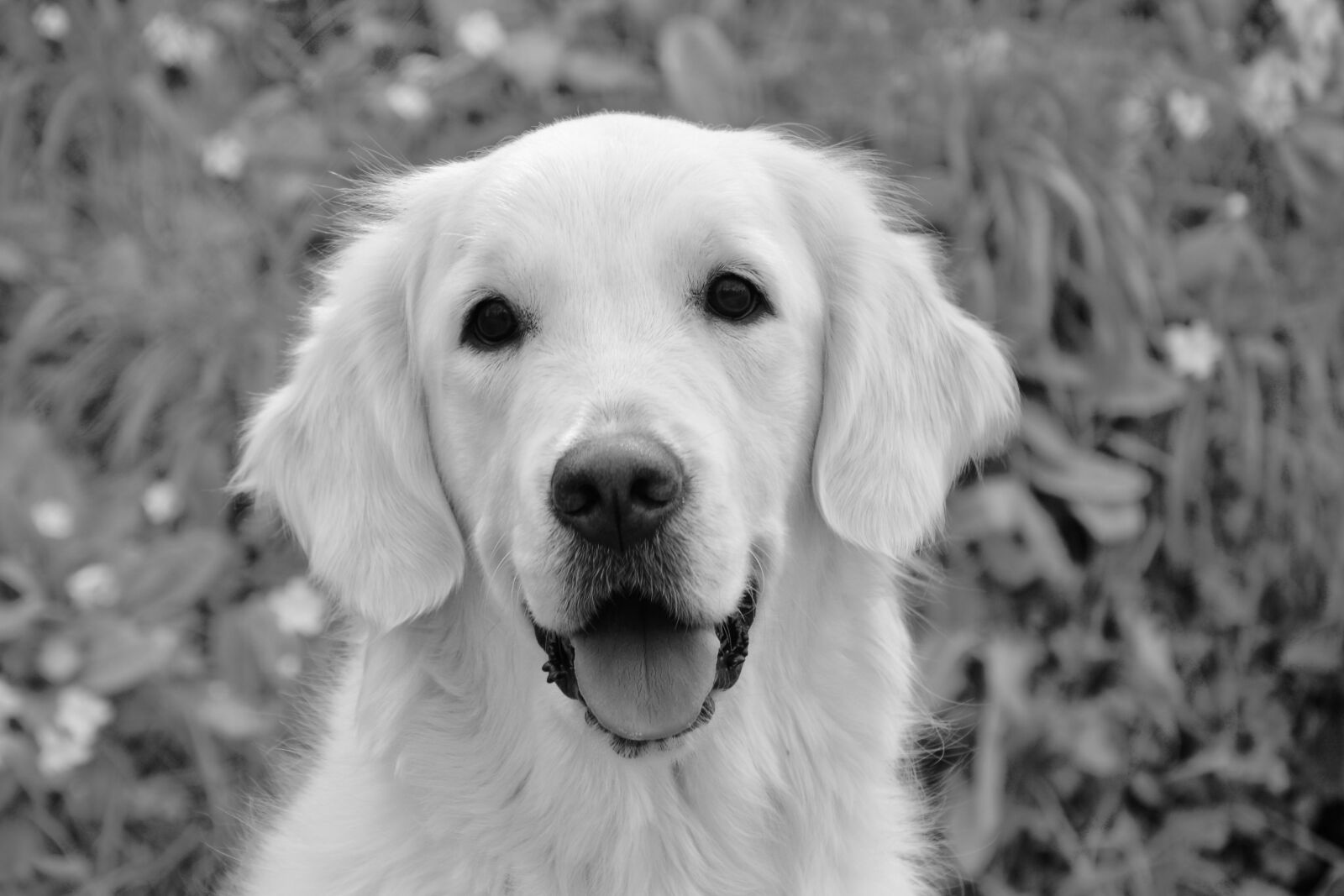 Nikon D5200 sample photo. Dog, bitch mollie, photo photography