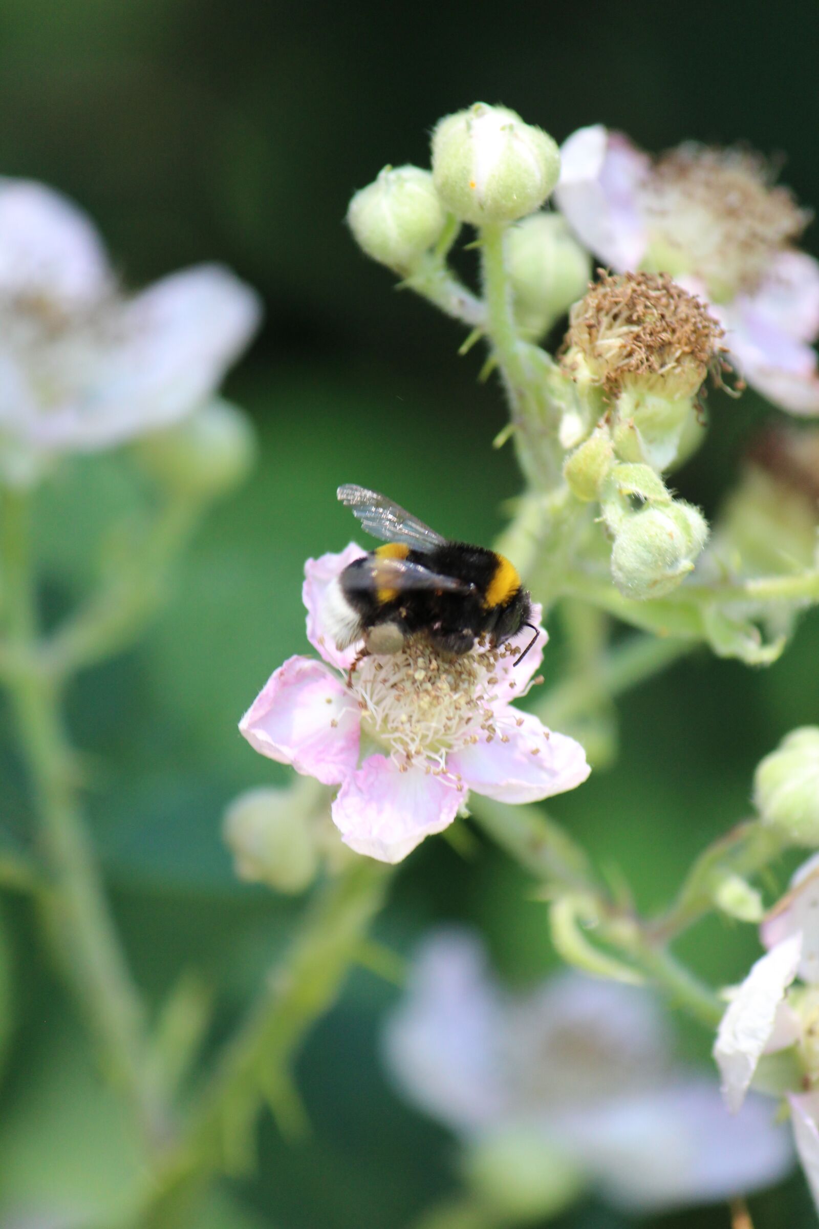 Canon EOS 600D (Rebel EOS T3i / EOS Kiss X5) sample photo. Blackberry, hummel, pollination photography