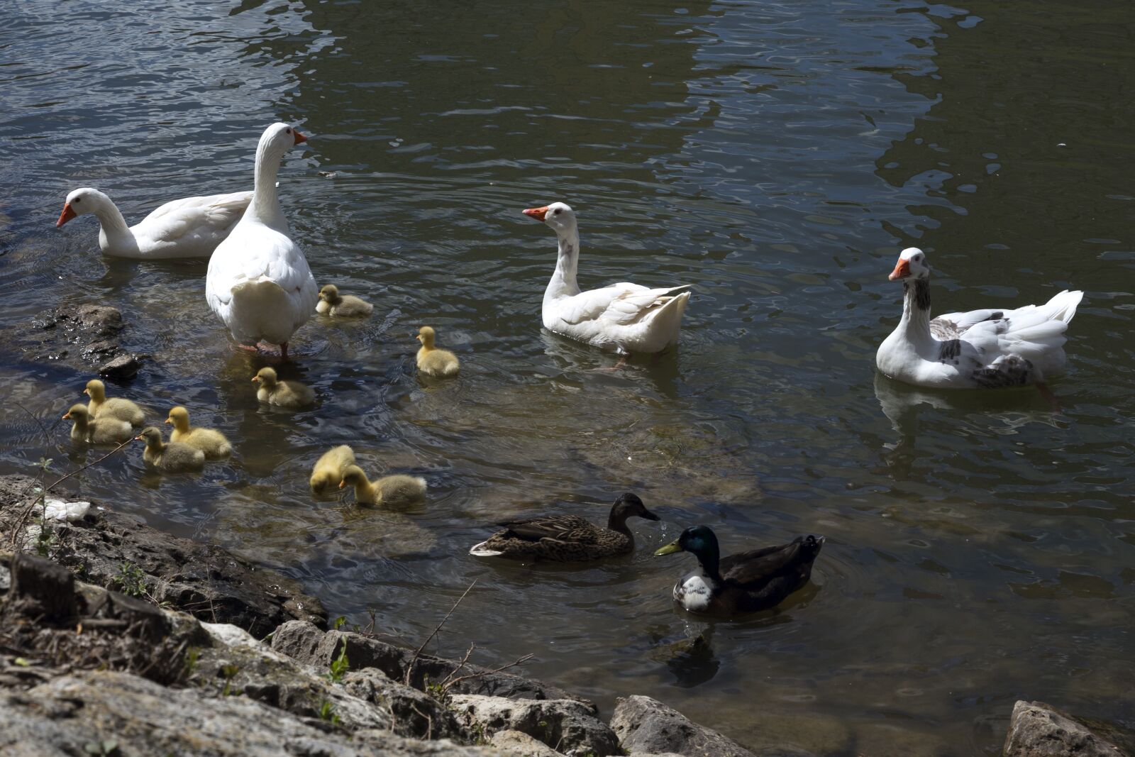 Canon EOS 6D sample photo. Ducks, litter, river photography
