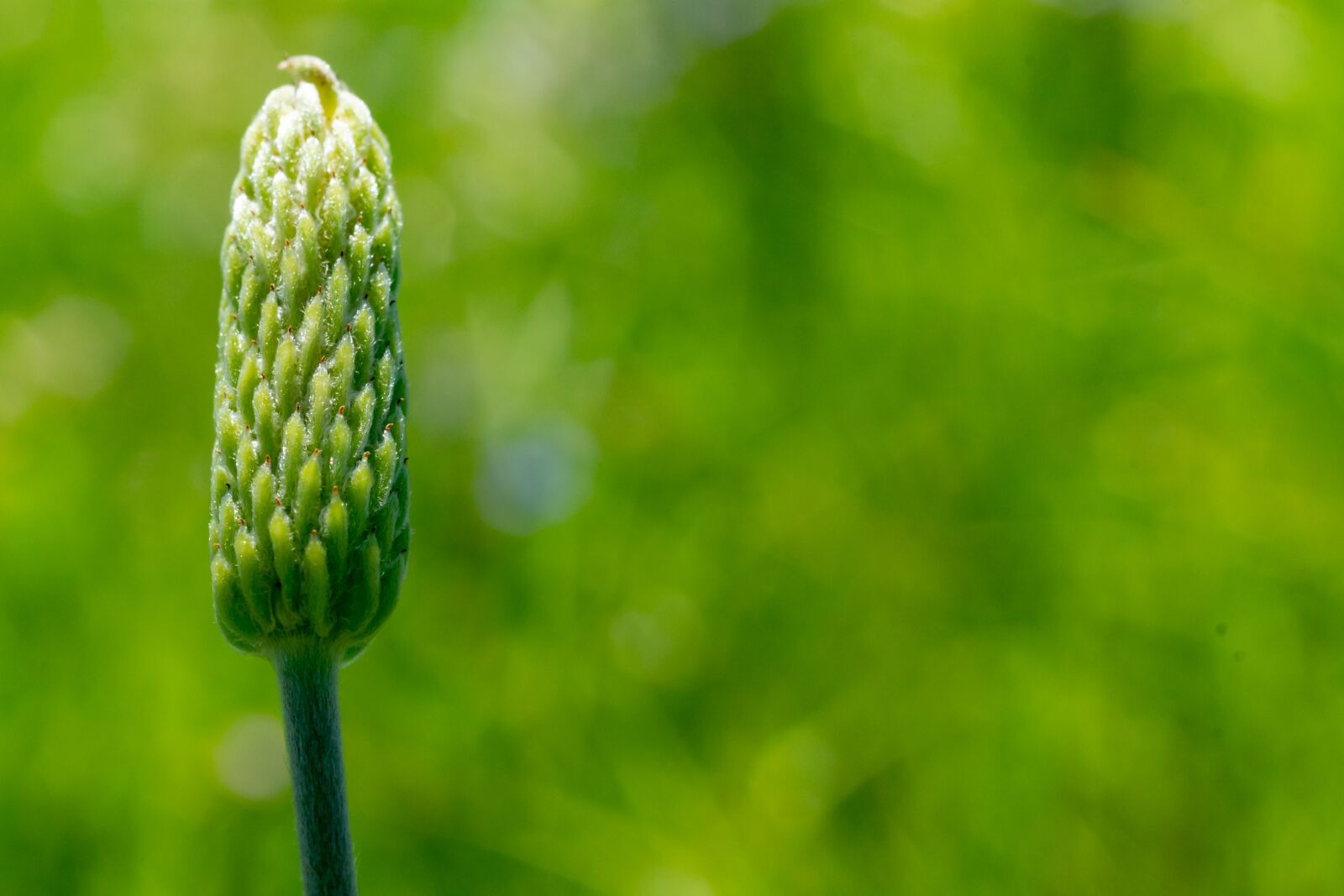 Sony a7 II + Sony FE 50mm F1.8 sample photo. Bud, texas, outdoor photography