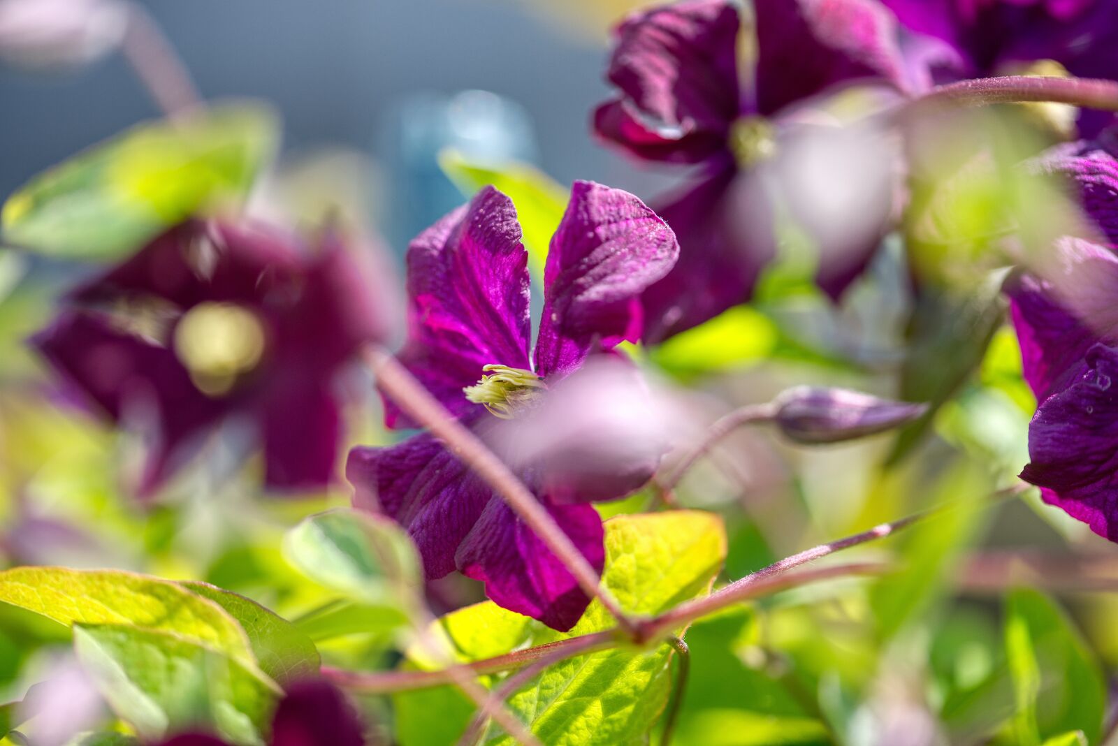 Nikon D750 sample photo. Clematis, violet, hedge photography