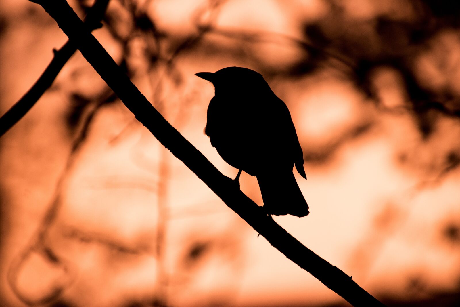 Nikon D3300 sample photo. Bird, animal world, nature photography