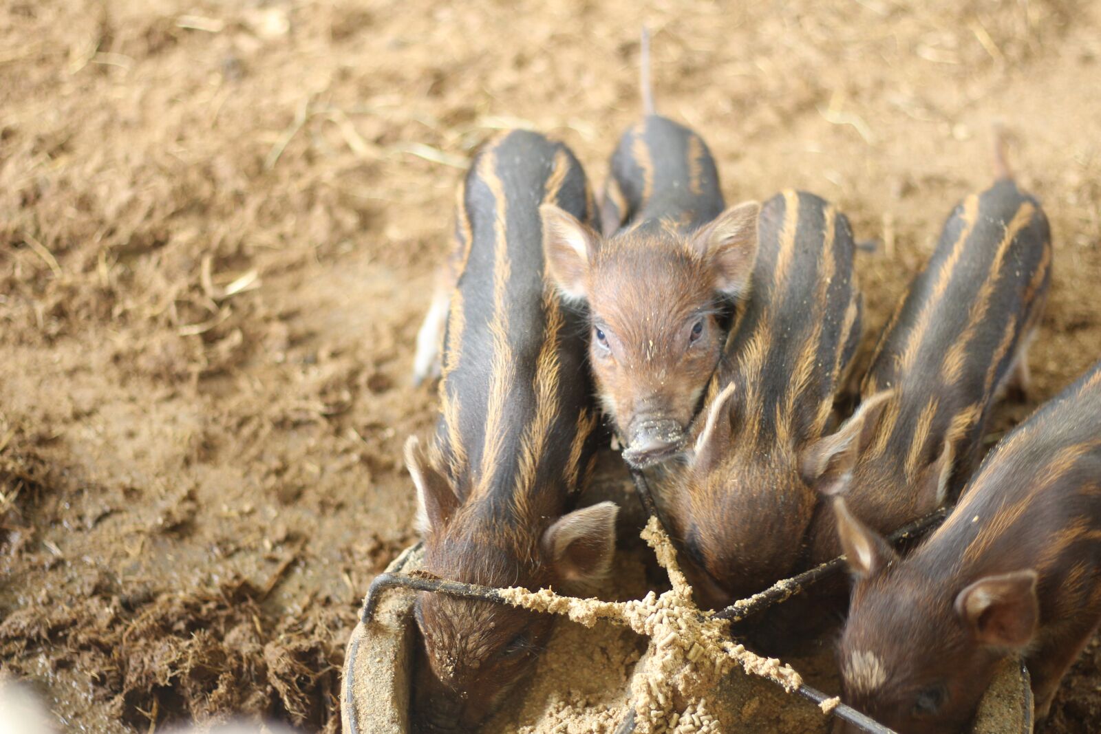 Canon EOS 700D (EOS Rebel T5i / EOS Kiss X7i) + Canon EF 50mm F1.8 STM sample photo. Boar, piglet, young photography