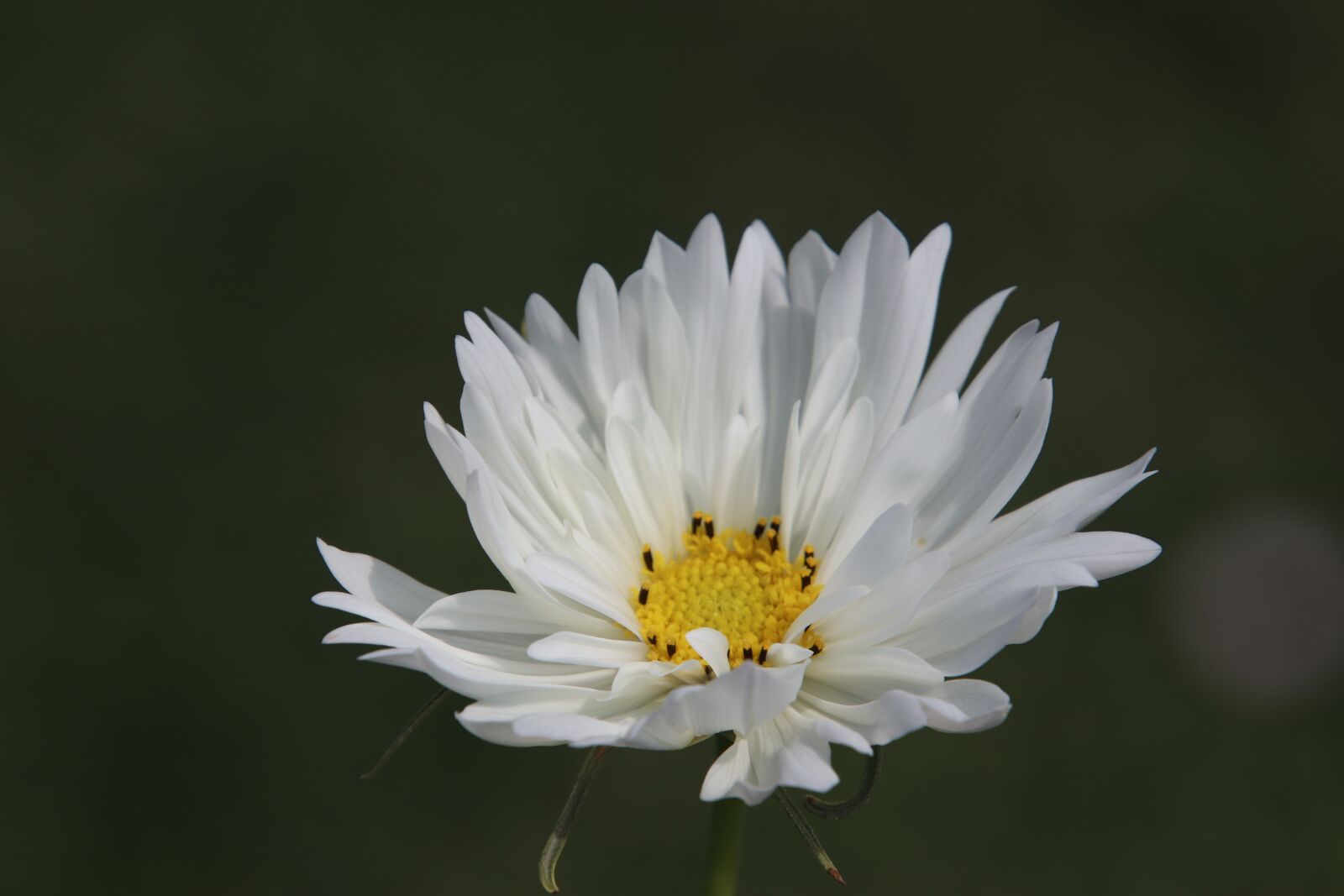 Canon EOS 800D (EOS Rebel T7i / EOS Kiss X9i) sample photo. Flower, white, heart yellow photography
