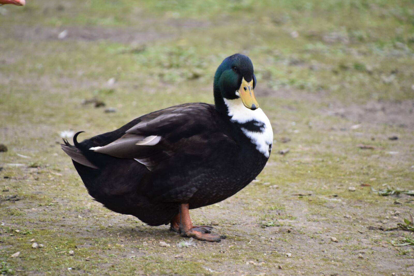 Nikon D5600 sample photo. Duck, green collar, plumage photography