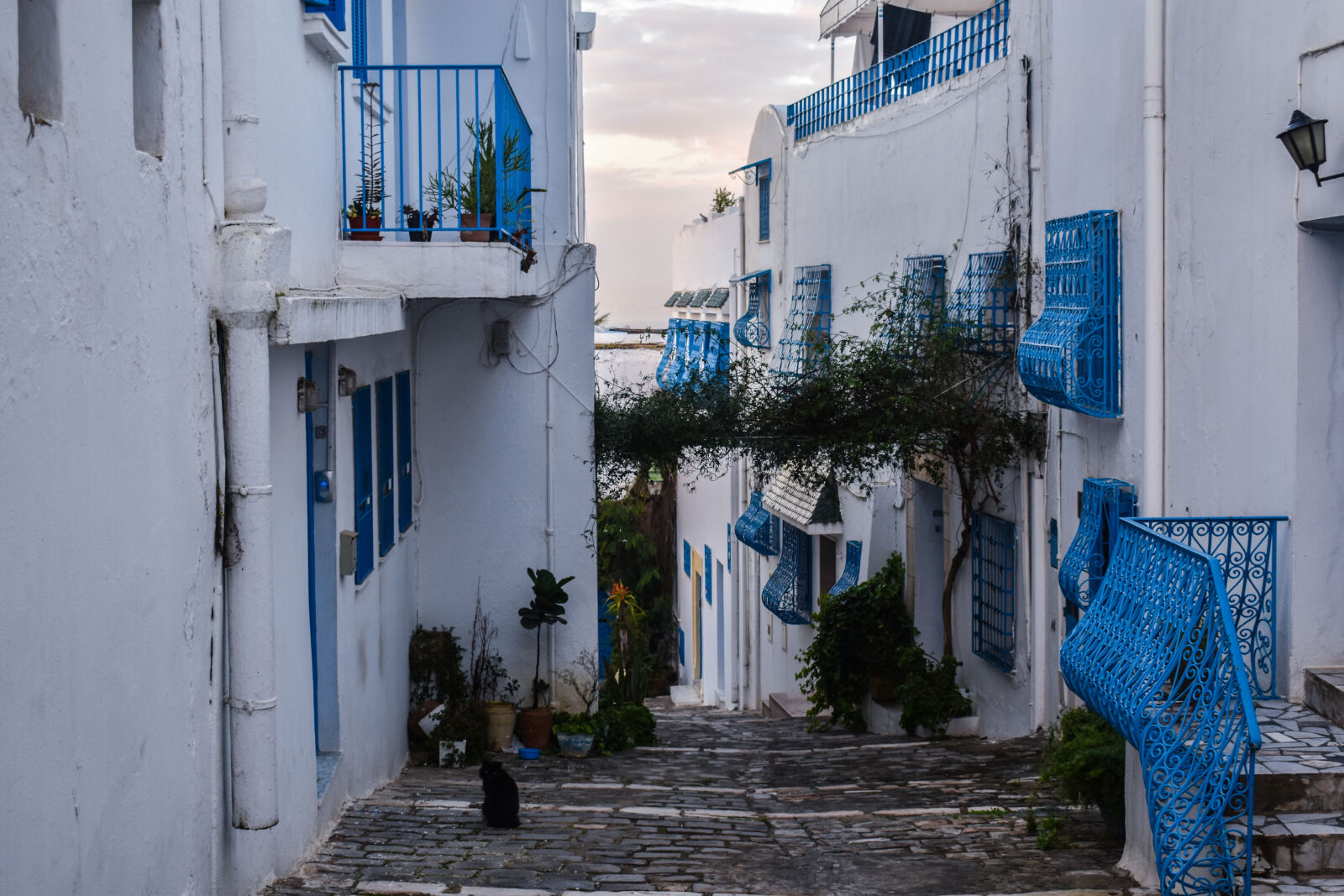 Nikon D5500 sample photo. Morning, sidi, bou, said photography