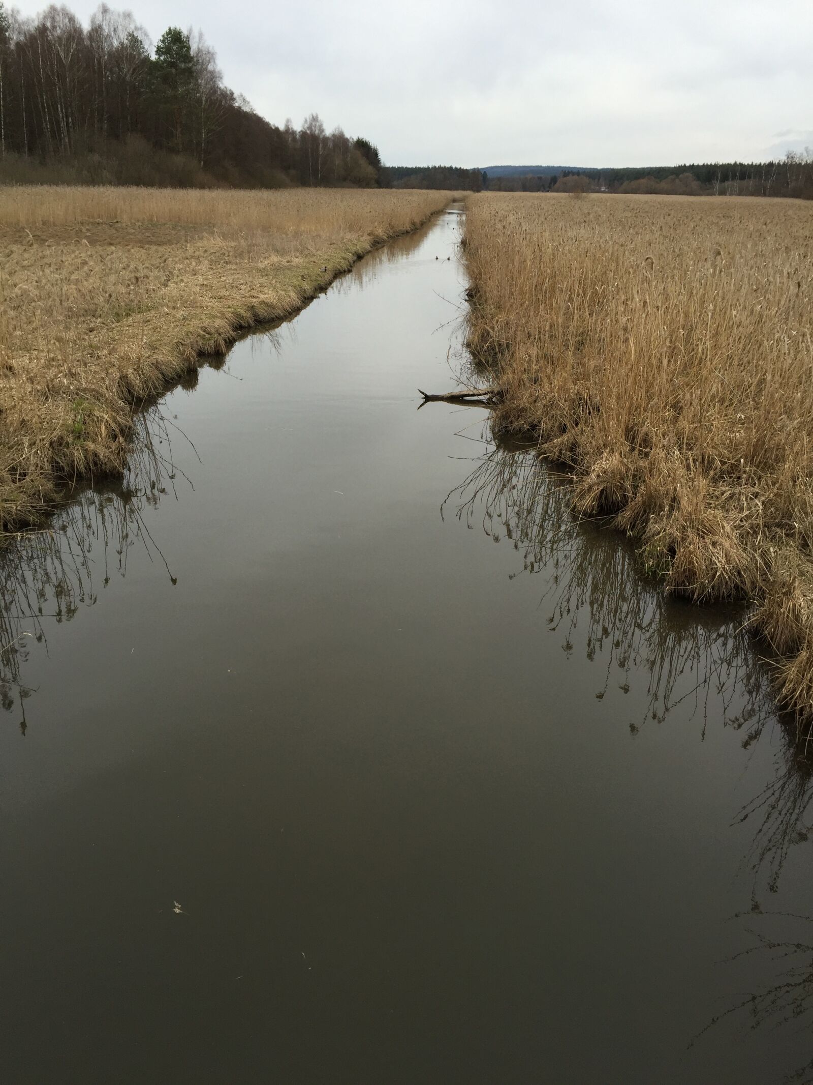 iPhone 6 back camera 4.15mm f/2.2 sample photo. River, biotope, swamp photography