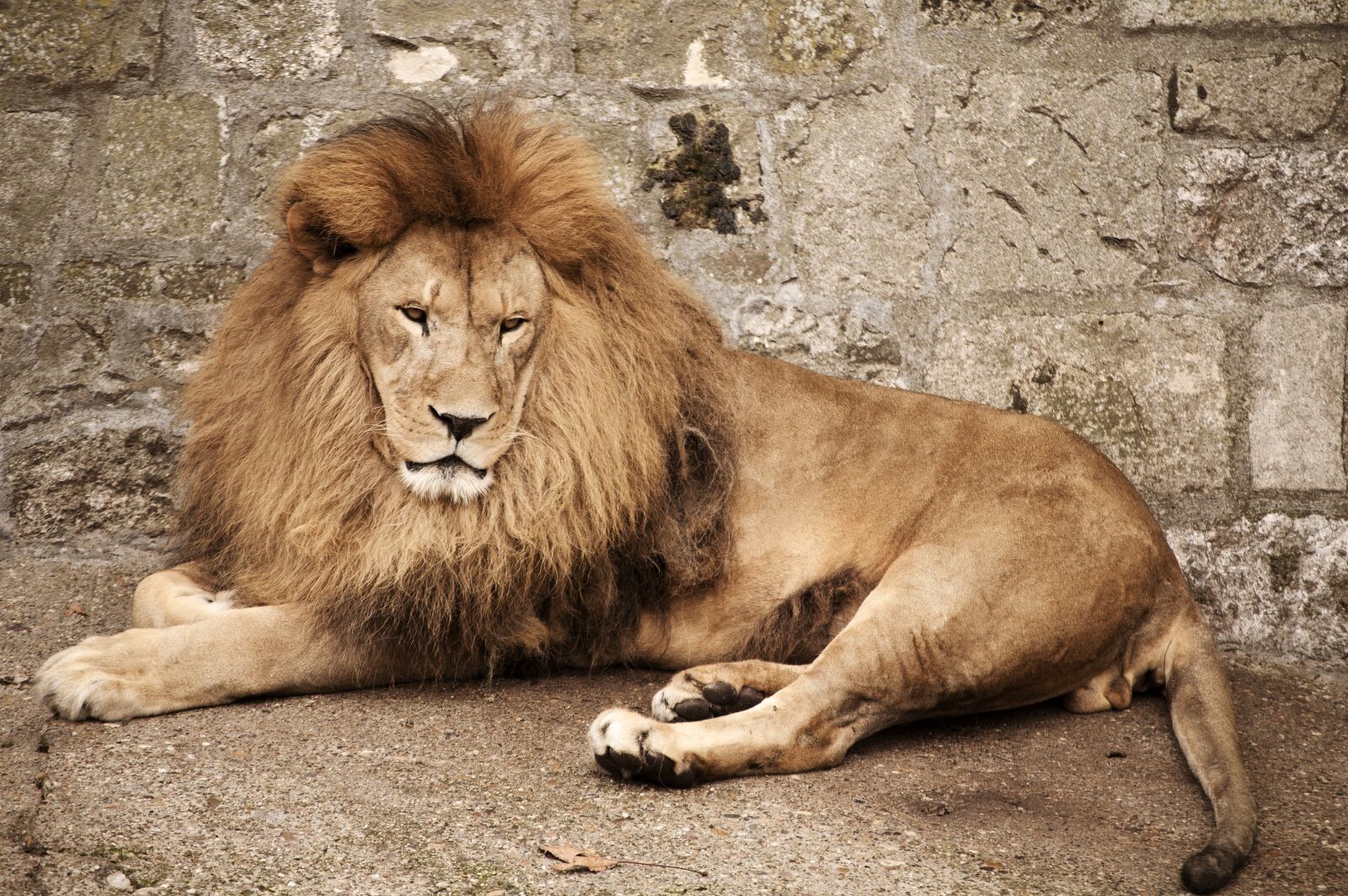 Nikon D5000 sample photo. Mammal, wildlife, lion photography