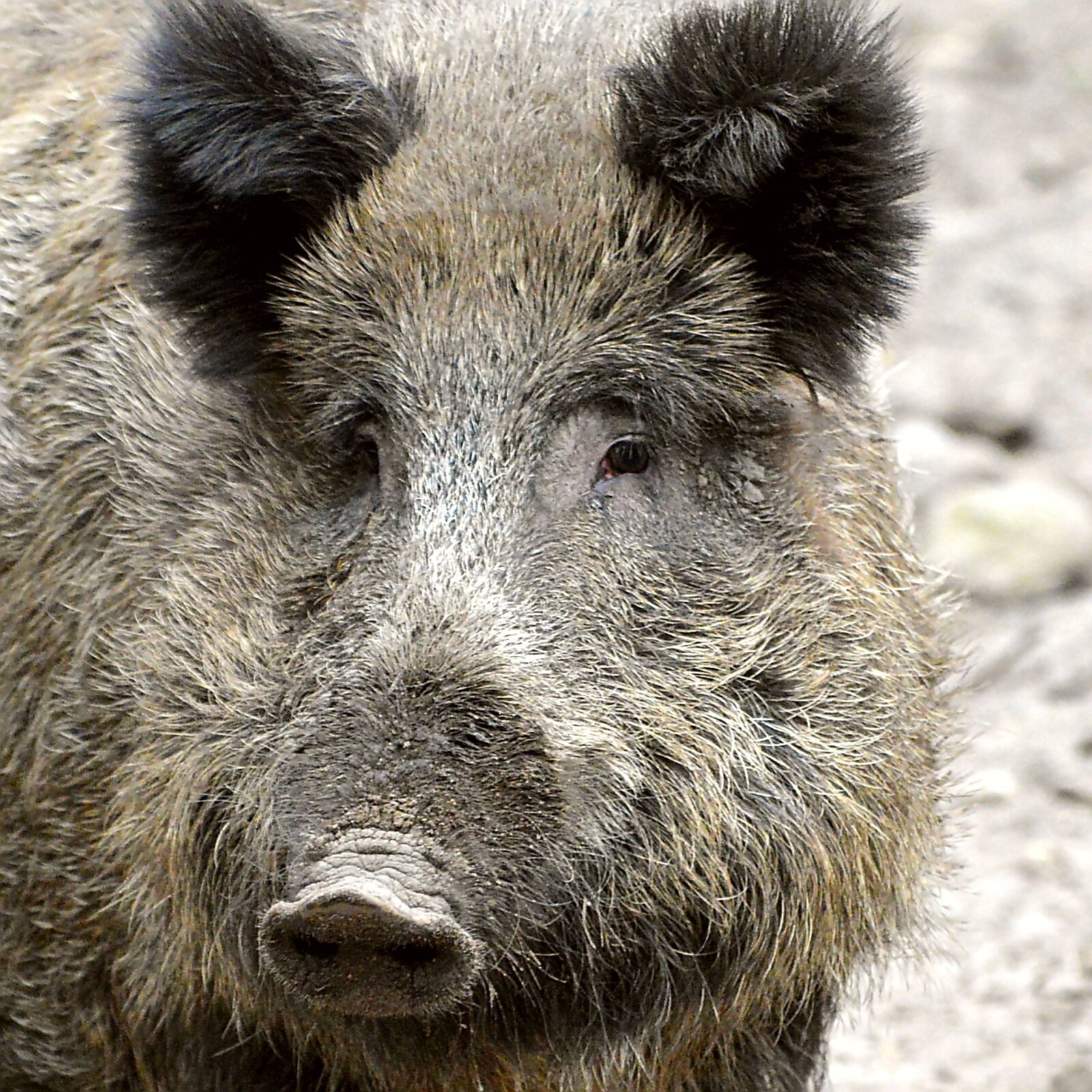 Nikon D3200 sample photo. Boar, proboscis, bristles photography