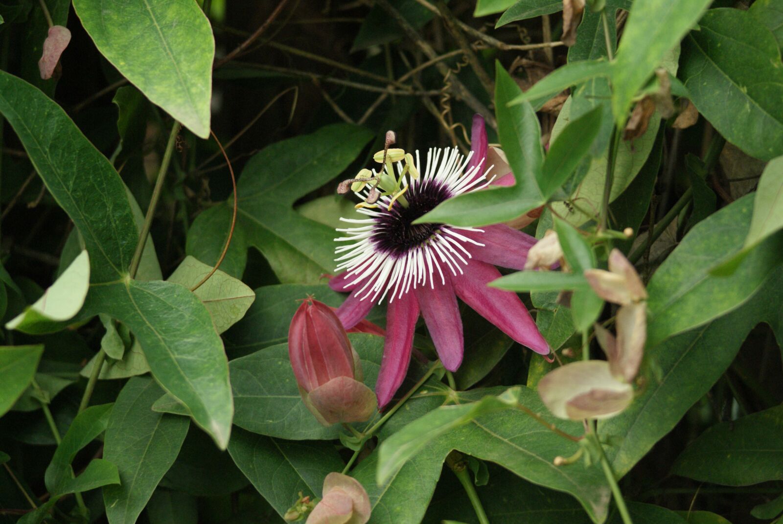Sony Alpha DSLR-A200 sample photo. Flower, splendor, nature photography