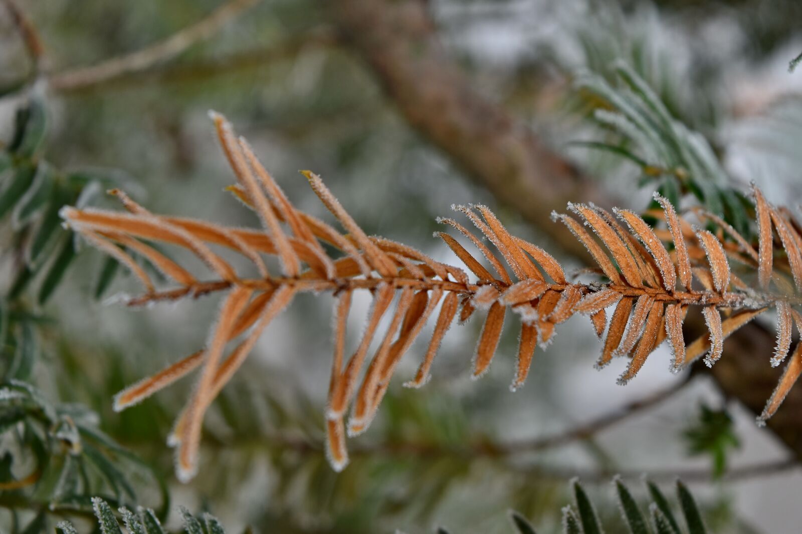 Nikon D5500 sample photo. Branches, dry, frost, frozen photography