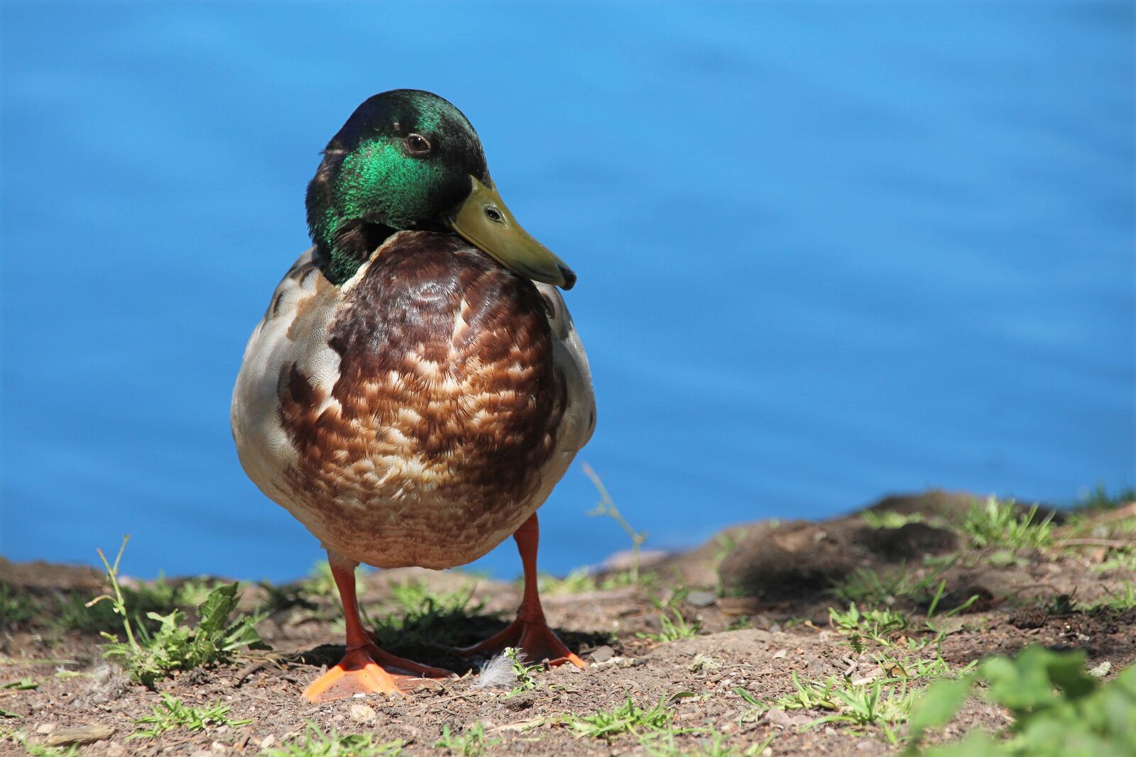Canon EOS 650D (EOS Rebel T4i / EOS Kiss X6i) sample photo. Duck, plumage, water bird photography