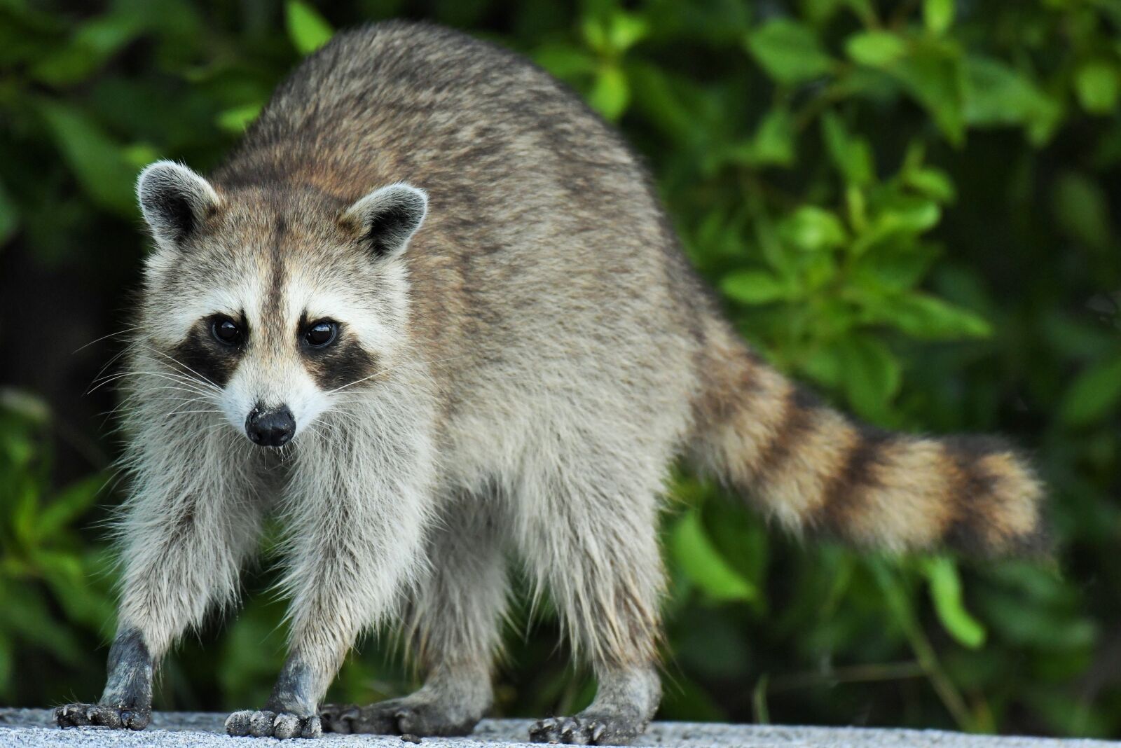 Nikon D500 sample photo. Procyon lotor, raccoon, florida photography
