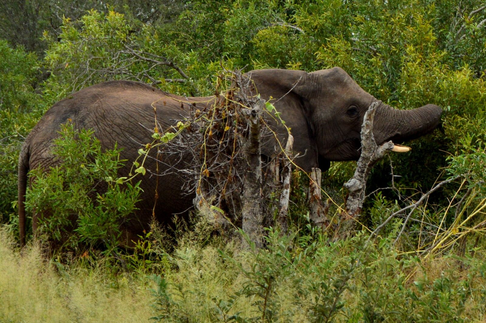 Nikon D3200 sample photo. Nature, wildlife, mammal photography