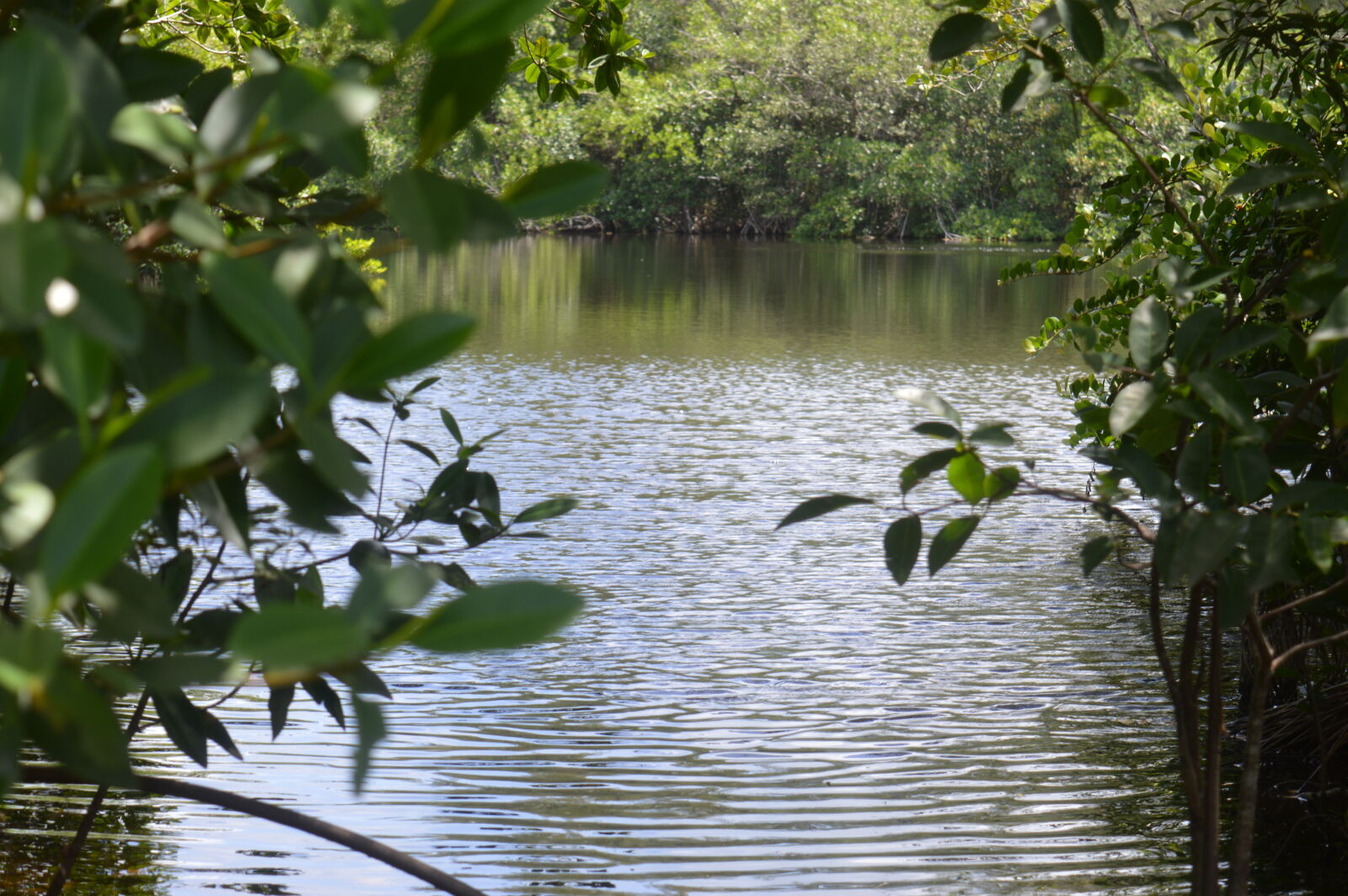 Nikon D3200 sample photo. Lake, miami, park, pond photography