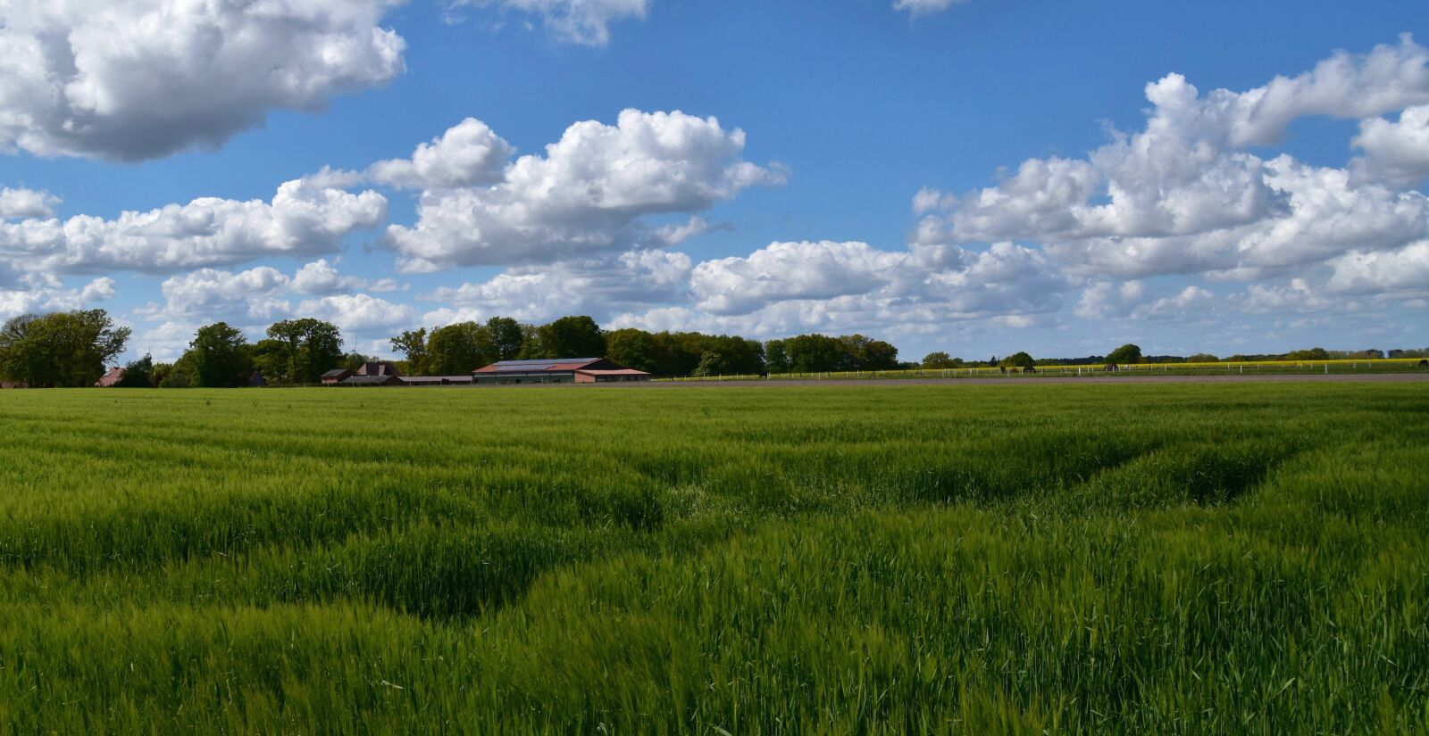 Nikon D5600 sample photo. Field, landscape, clouds photography