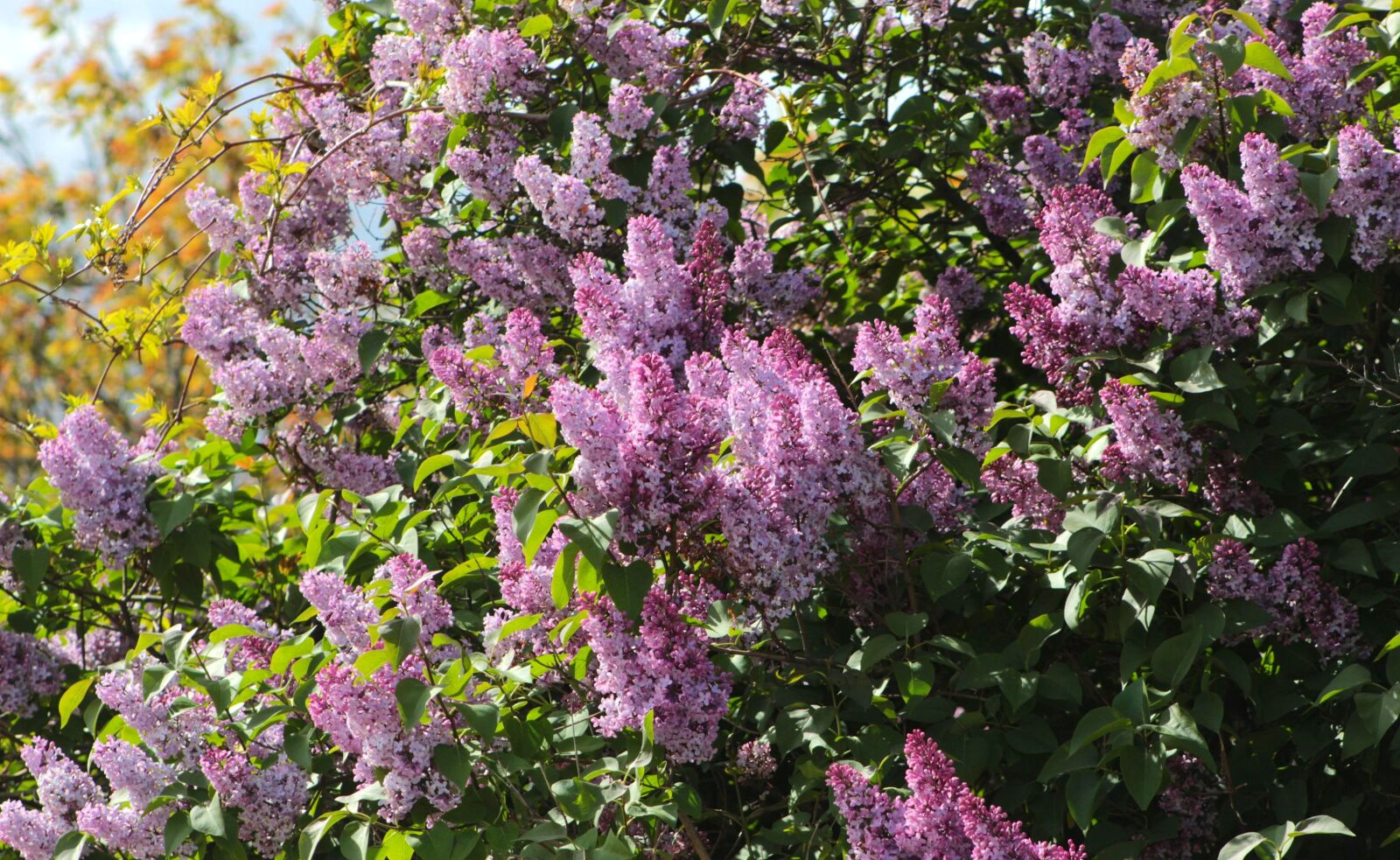 Canon EOS 4000D (EOS Rebel T100 / EOS 3000D) sample photo. Nature, plants, tree photography
