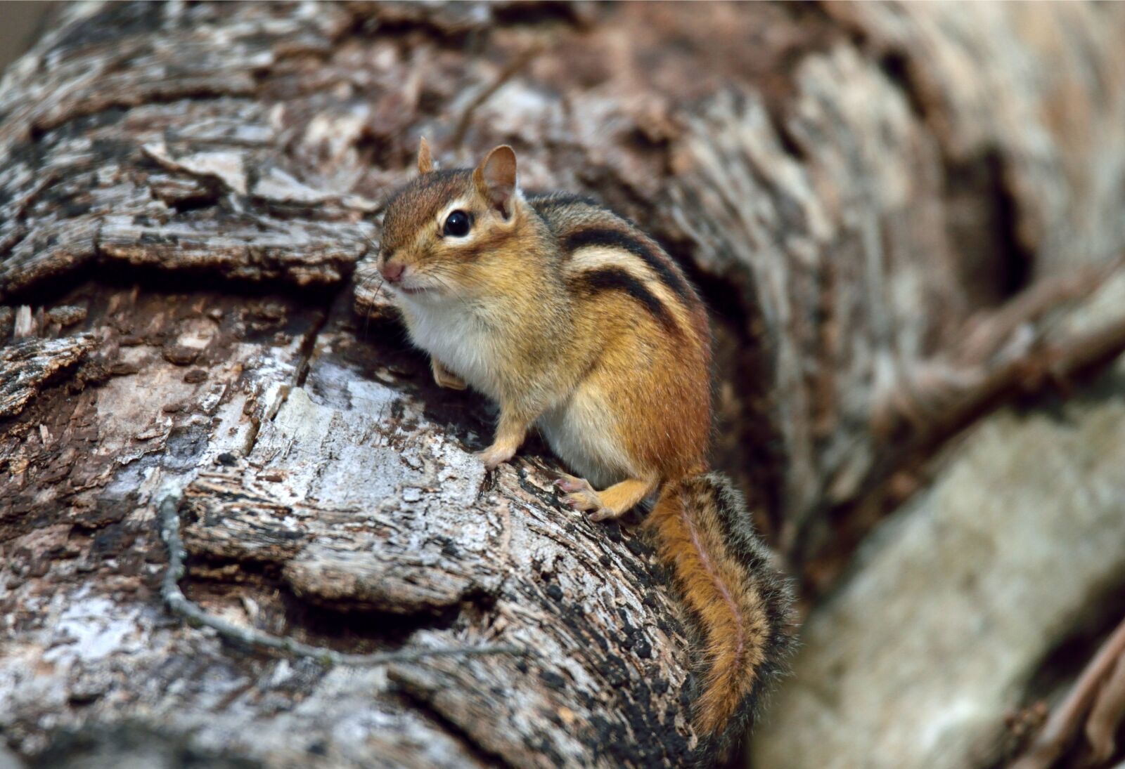 Nikon D5300 sample photo. Animal, chipmunk, nature photography
