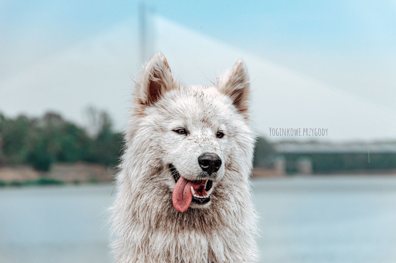 Nikon D3200 sample photo. Dog, pies, samoyed photography