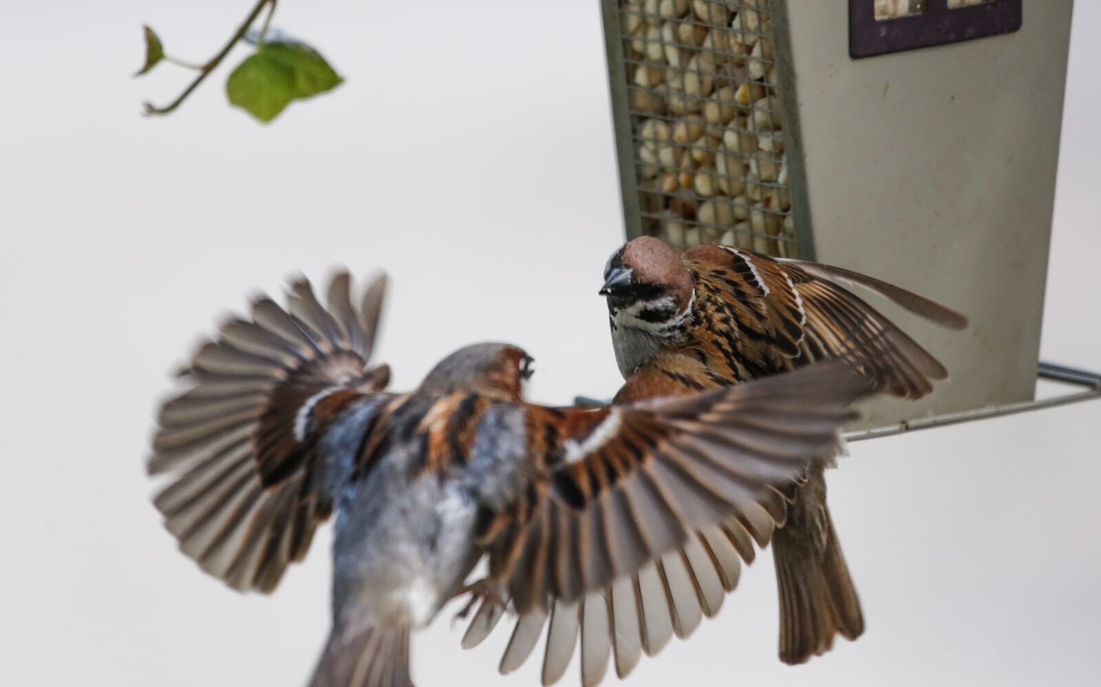 Canon EF 100-400mm F4.5-5.6L IS USM sample photo. Sparrow, sperling, bird photography