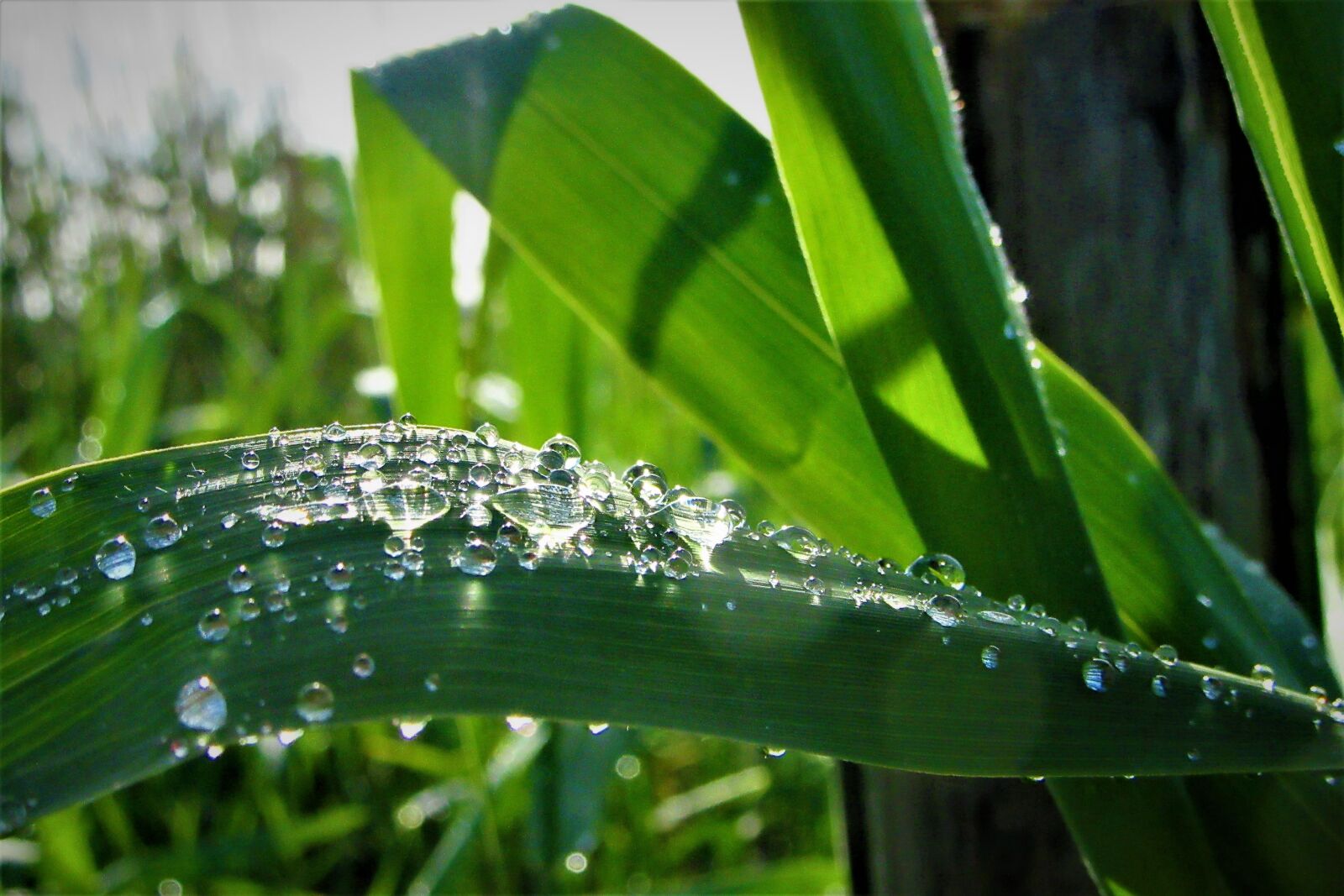 Canon PowerShot SX610 HS sample photo. Nature, grass, raindrops photography