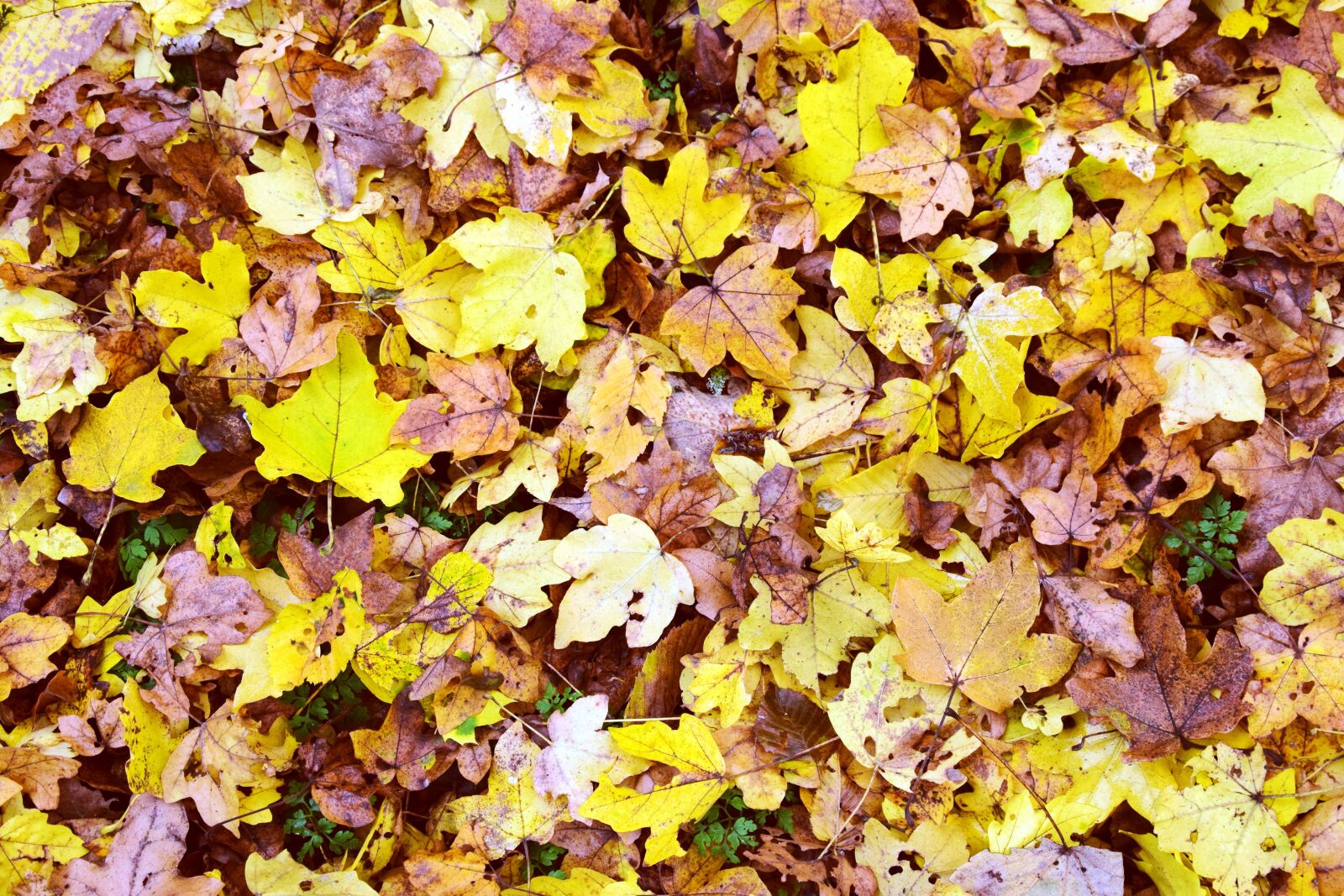 Nikon D3300 sample photo. Leaves, background, nature photography