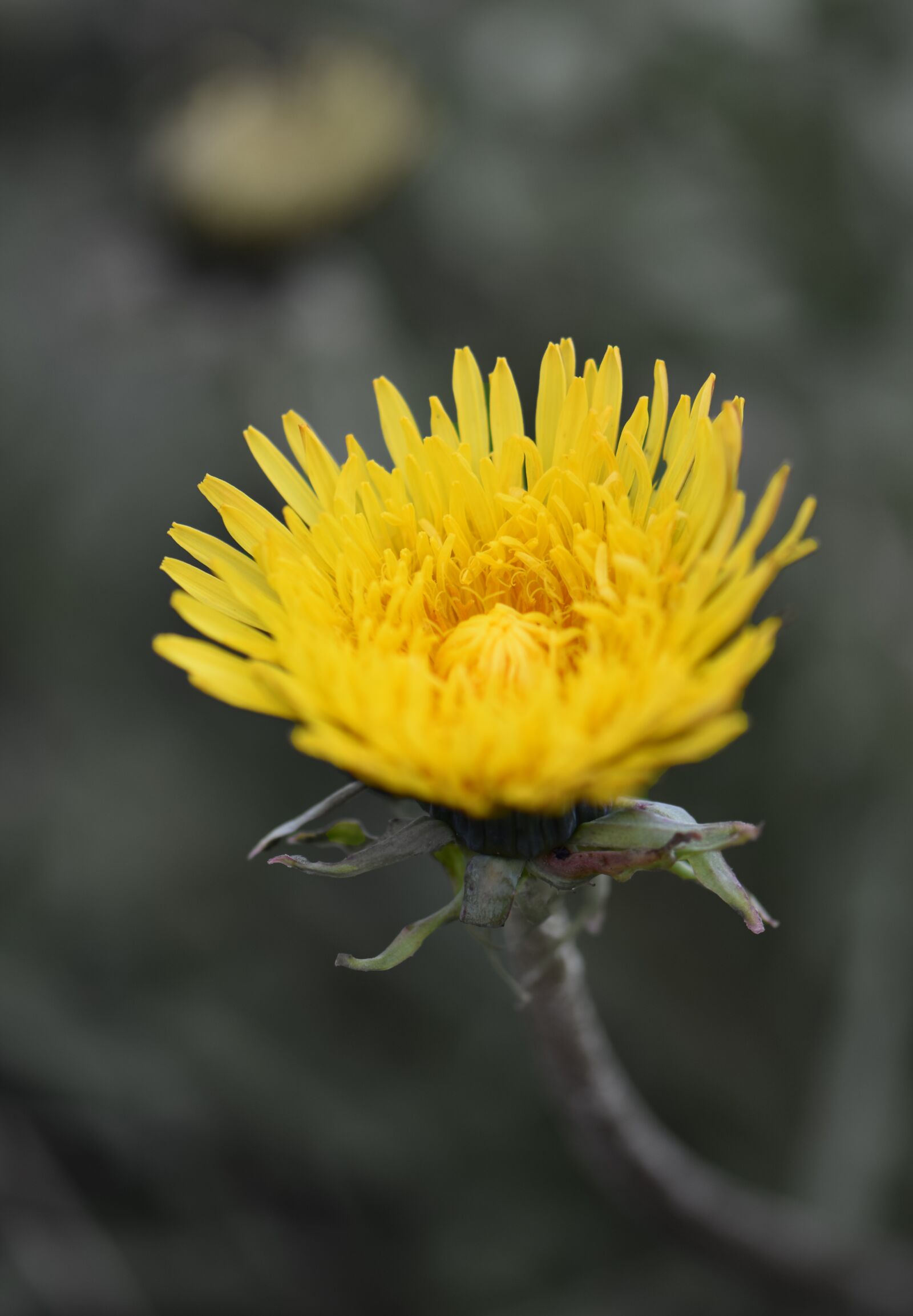 Nikon D7200 sample photo. Flower, dandelion, vegetable photography