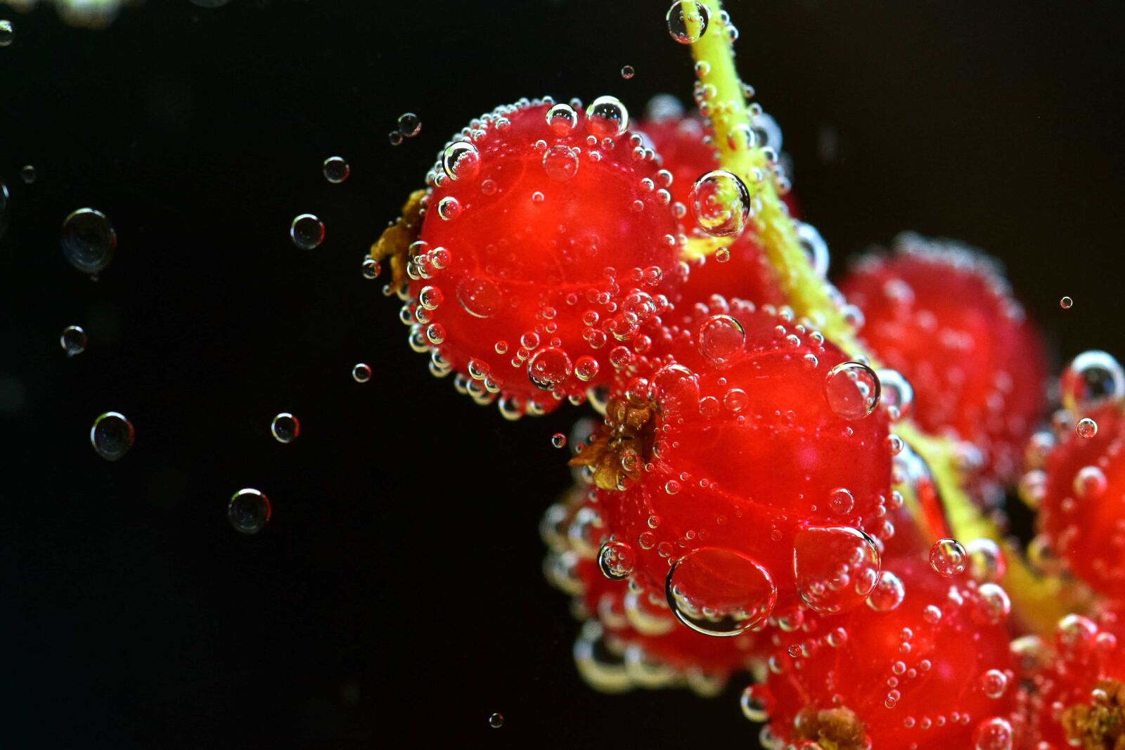 Nikon D3300 sample photo. Nature, wet, food, currant photography