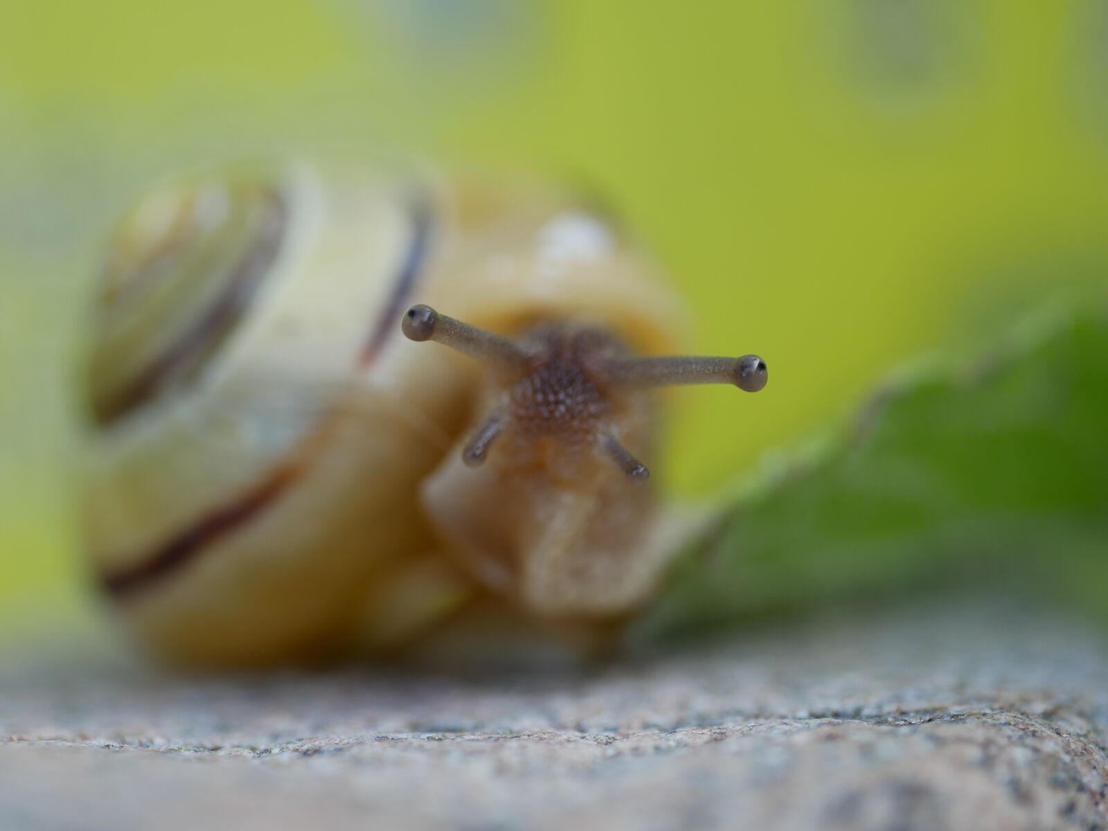 Panasonic DMC-G81 sample photo. Snail, close up, shell photography