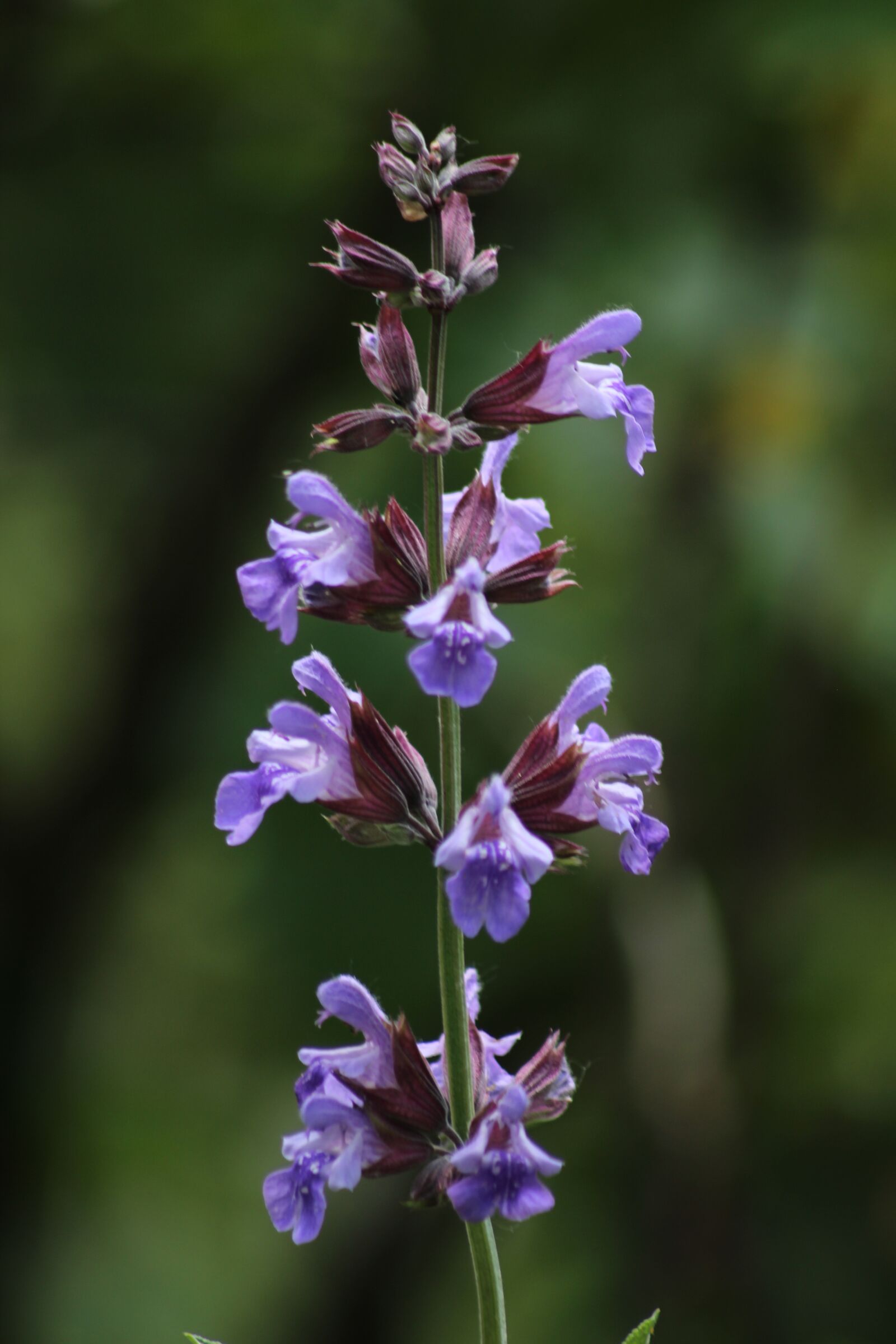 Canon EOS 600D (Rebel EOS T3i / EOS Kiss X5) sample photo. Sage, blossom, bloom photography