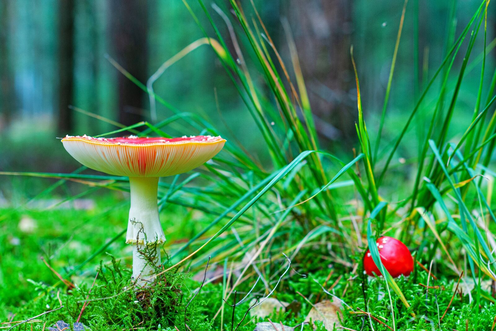 Nikon D300S sample photo. Mushroom, autumn, forest photography