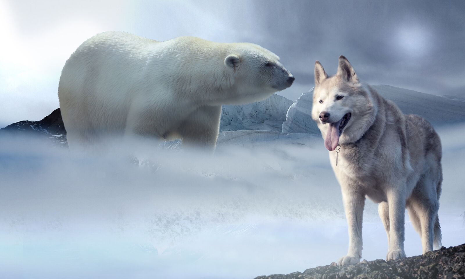 Samsung Galaxy Alpha sample photo. Ice, snow, polar bear photography