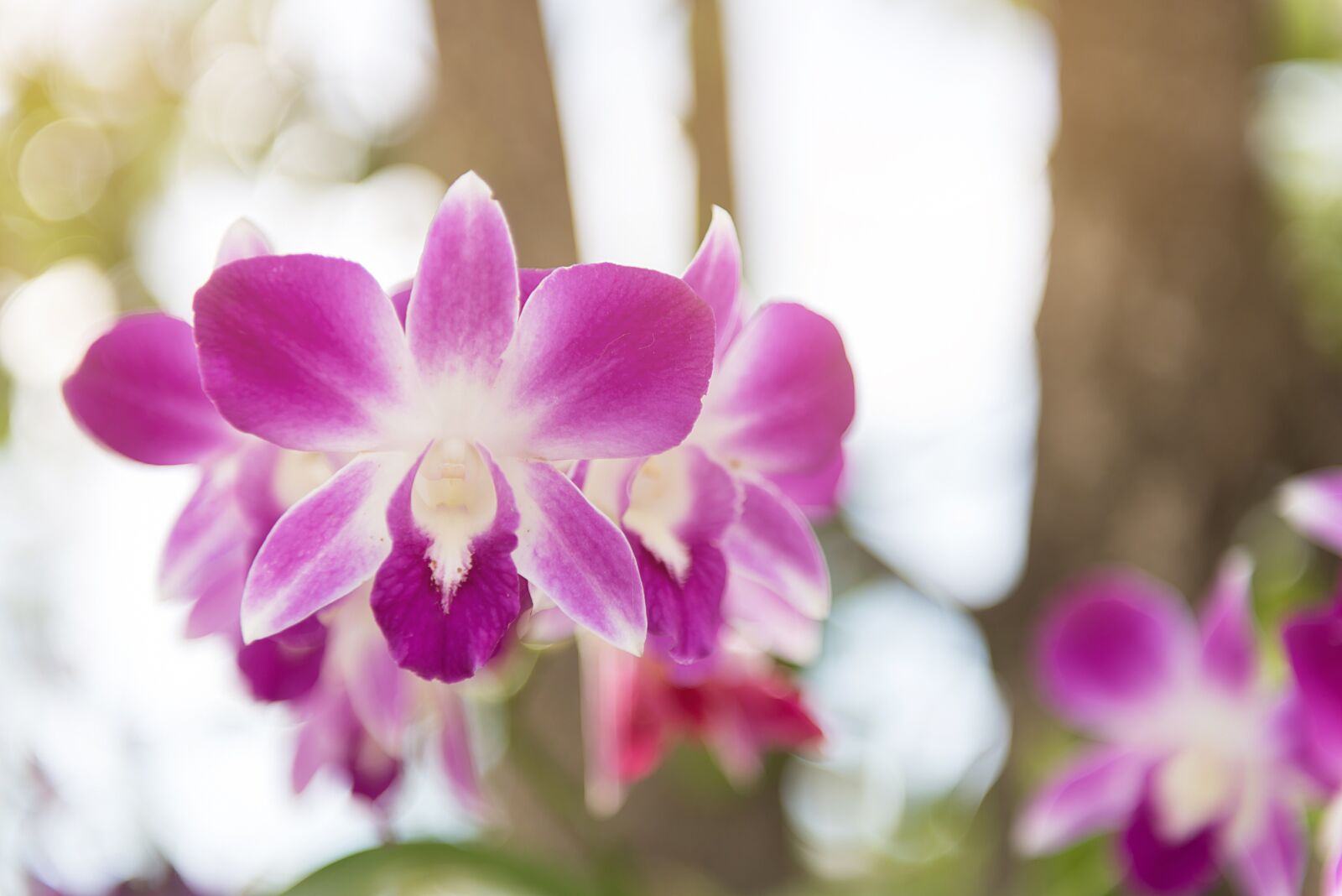 Nikon D750 sample photo. Orchid, flower, purple photography