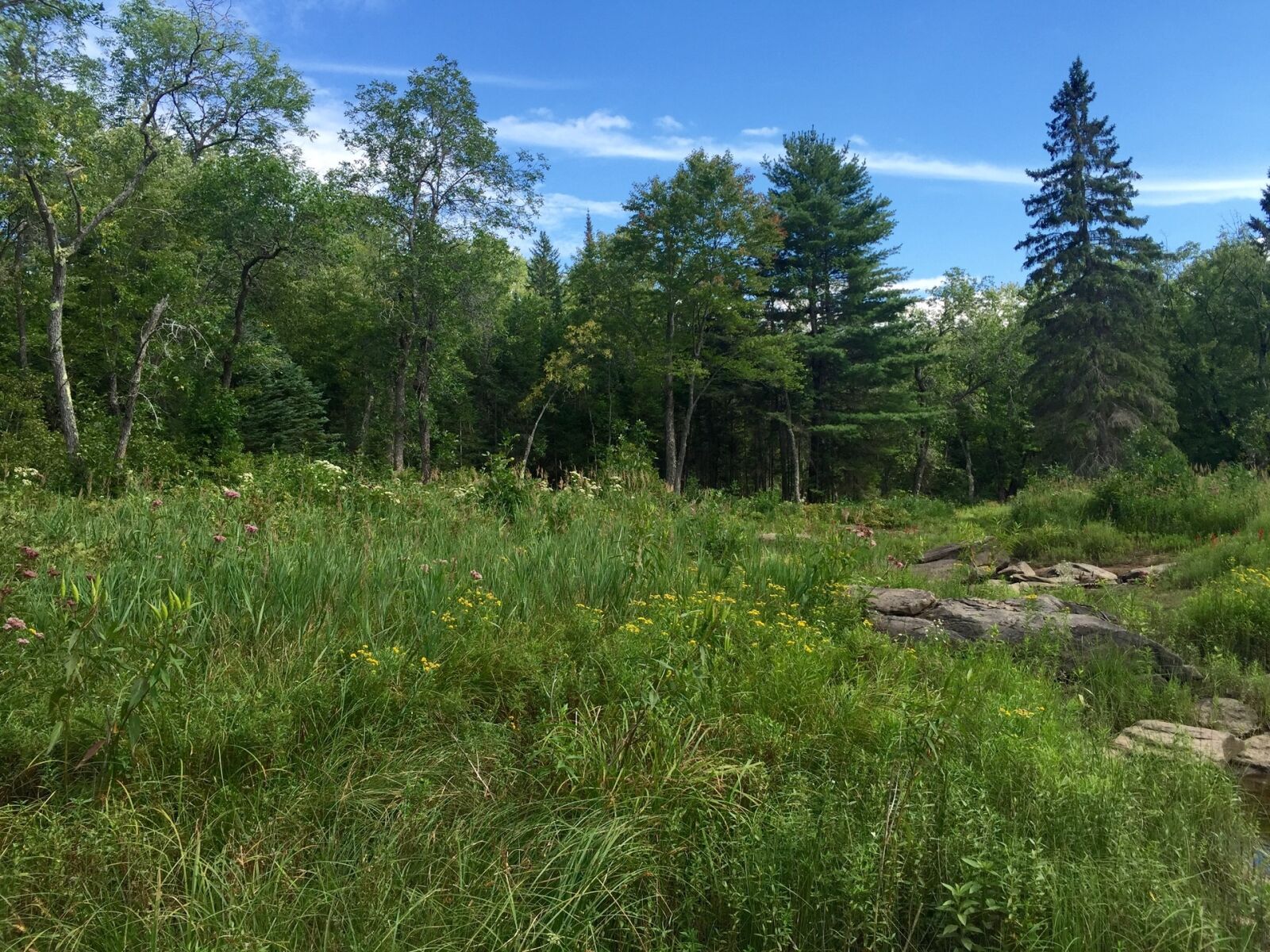Apple iPhone 6 sample photo. Nature, natural, landscape photography
