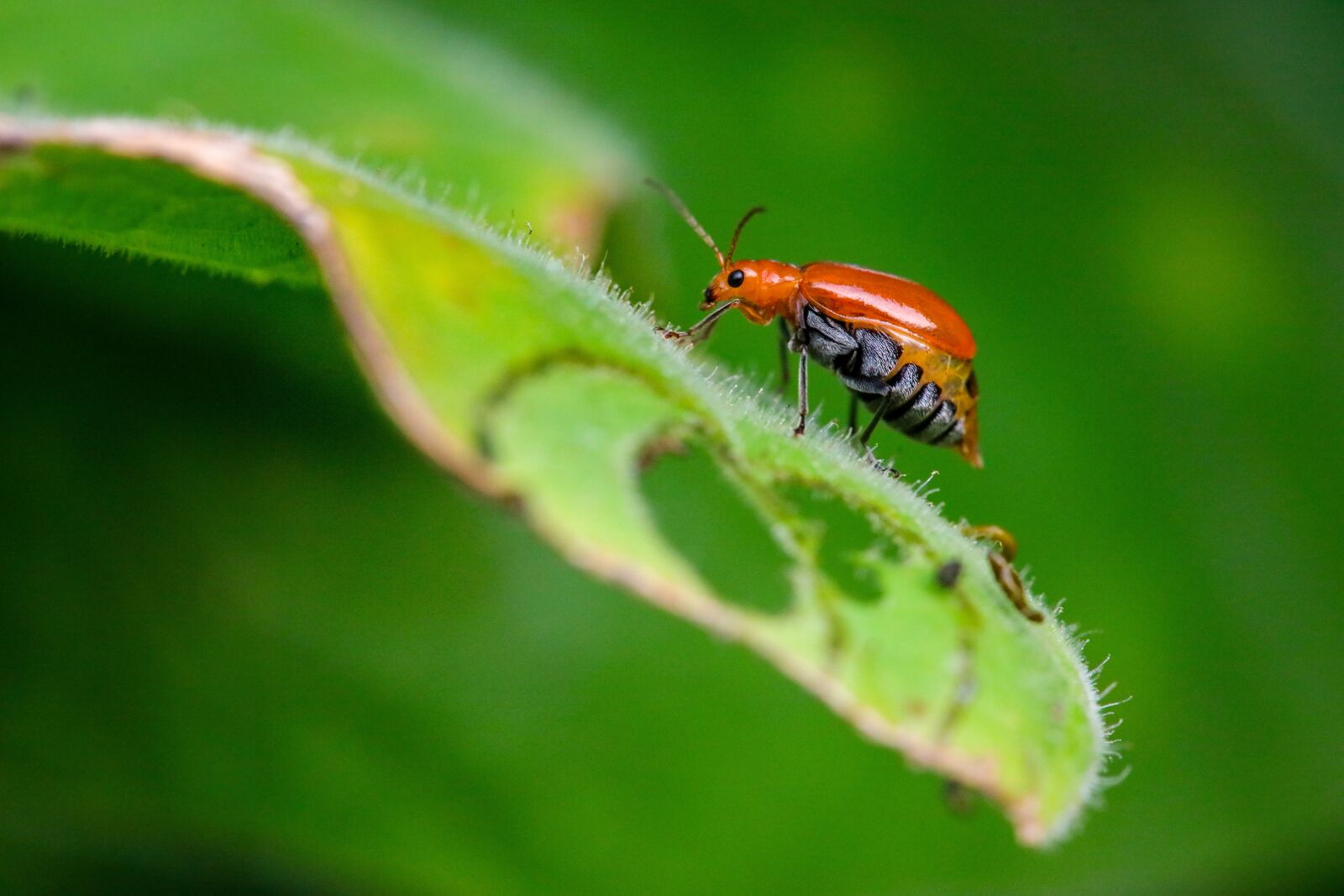 Canon EOS 5DS sample photo. Insect, ladybug, bug photography