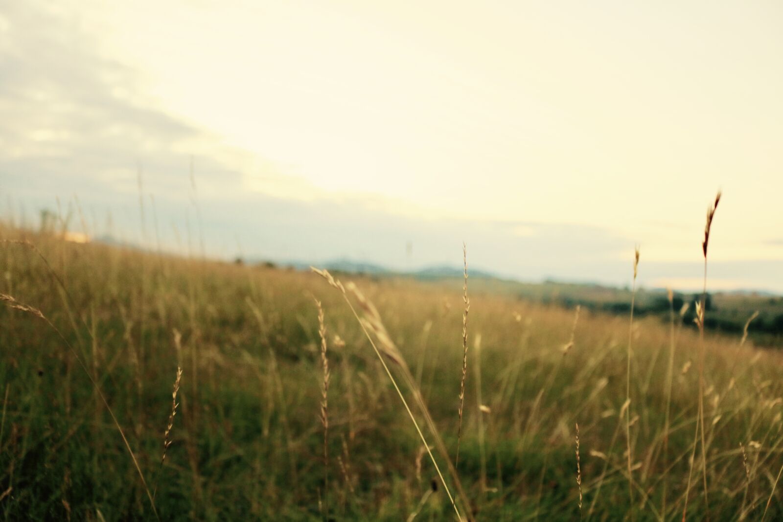 Canon EOS 750D (EOS Rebel T6i / EOS Kiss X8i) sample photo. Autumn, beautiful, calm, cereals photography